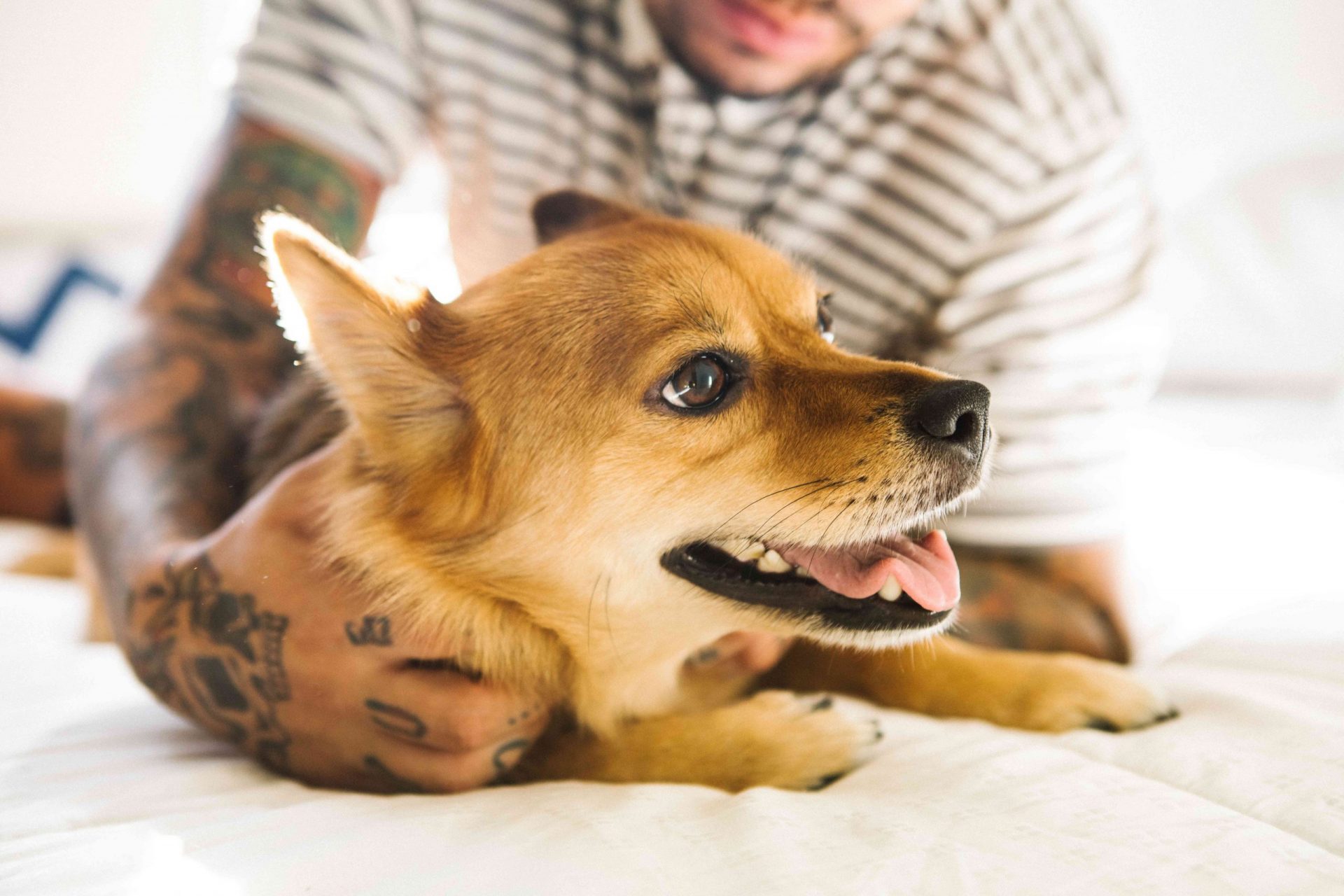 perro cachorro recibiendo un masaje con manos de tatuaje