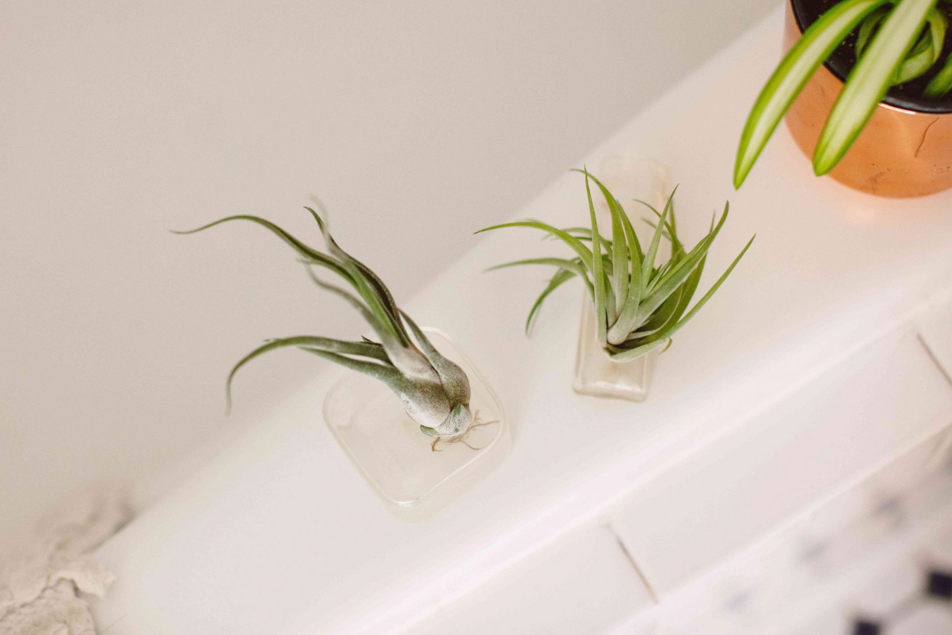 plantas de aire en jarrones transparentes en el borde de la bañera