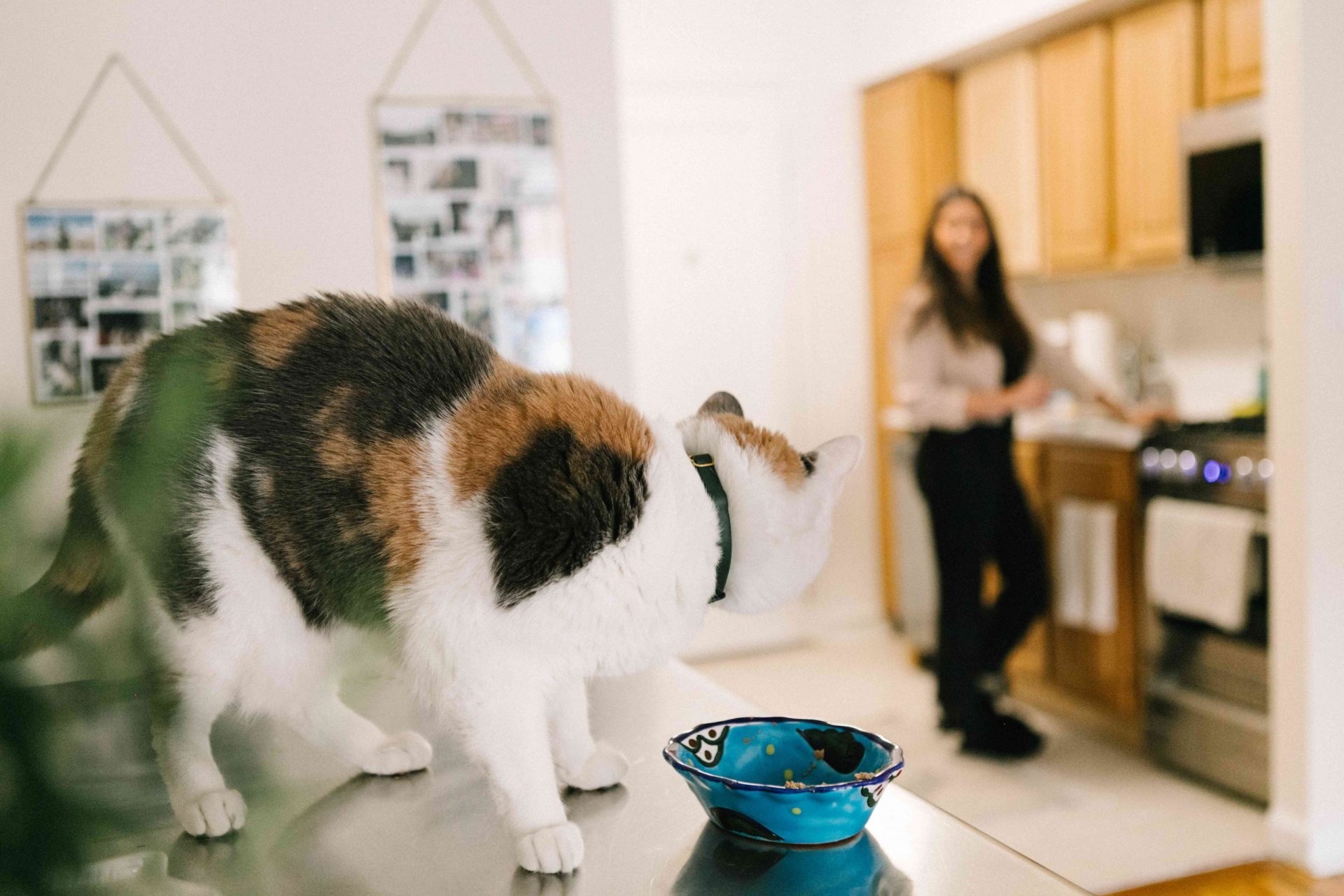 el gato se posa en la mesa junto al cuenco de comida vacío y mira fijamente a su dueño en la distancia