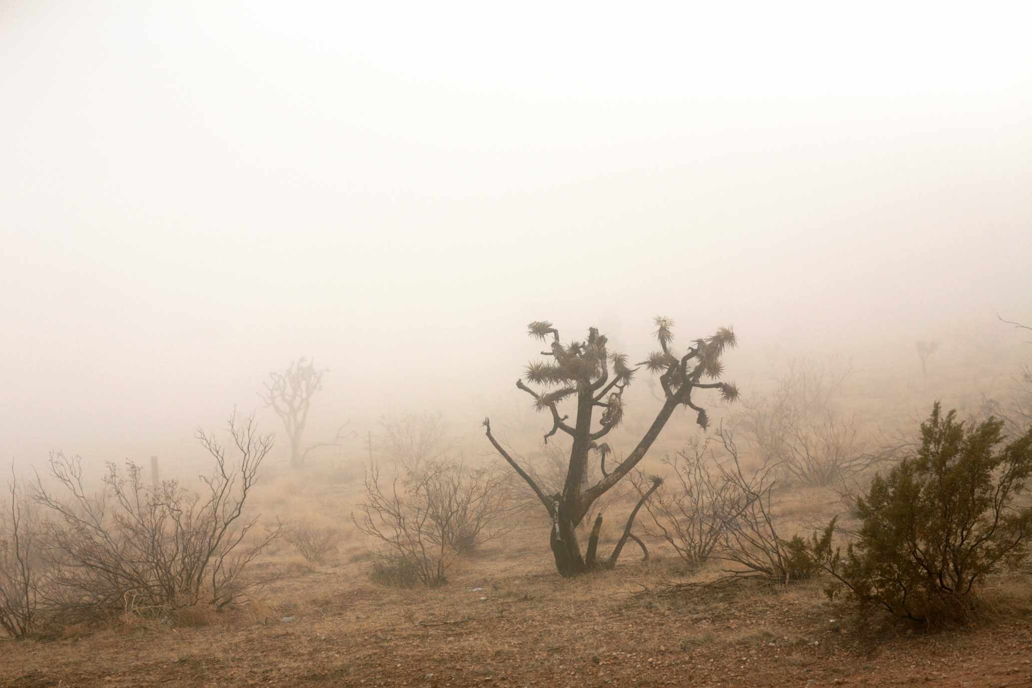 Árbol de Josué y otros arbustos del desierto con niebla