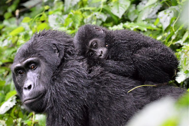 Reproducción de los gorilas, de montaña y los occidentales
