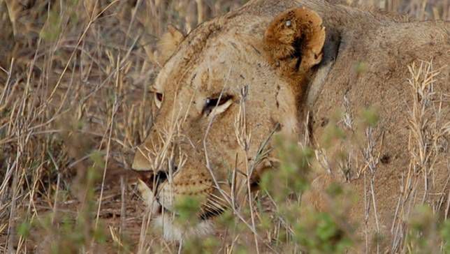 La extraña historia de los leones devoradores de hombres de Tsavo - ECVerde