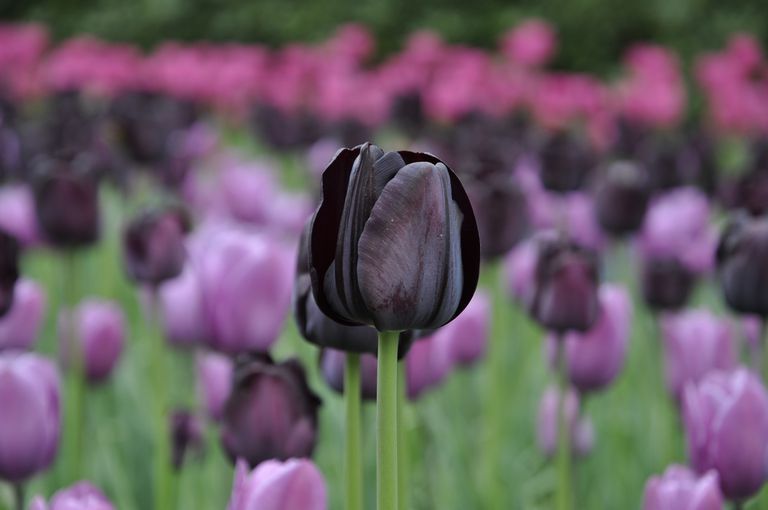 11 preciosas flores negras para añadir a tu jardín - ECVerde