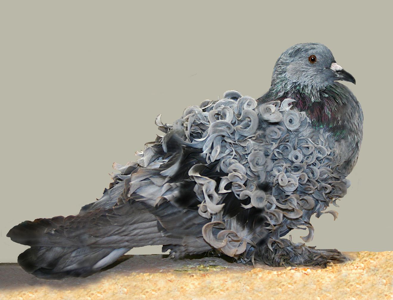 Una paloma gris de espalda frillada de pie sobre el suelo cubierto de serrín
