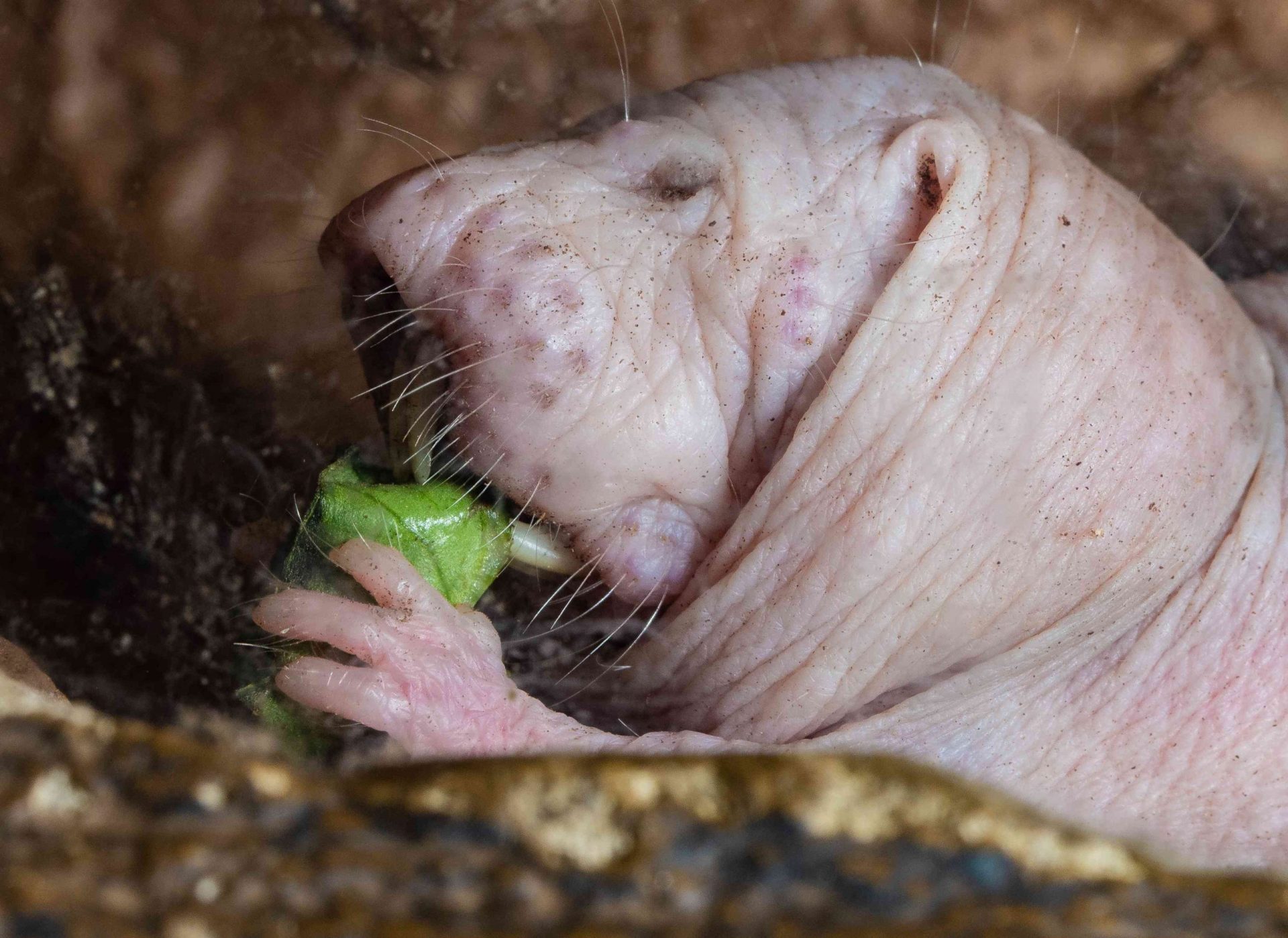 Una rata topo desnuda comiendo una verdura