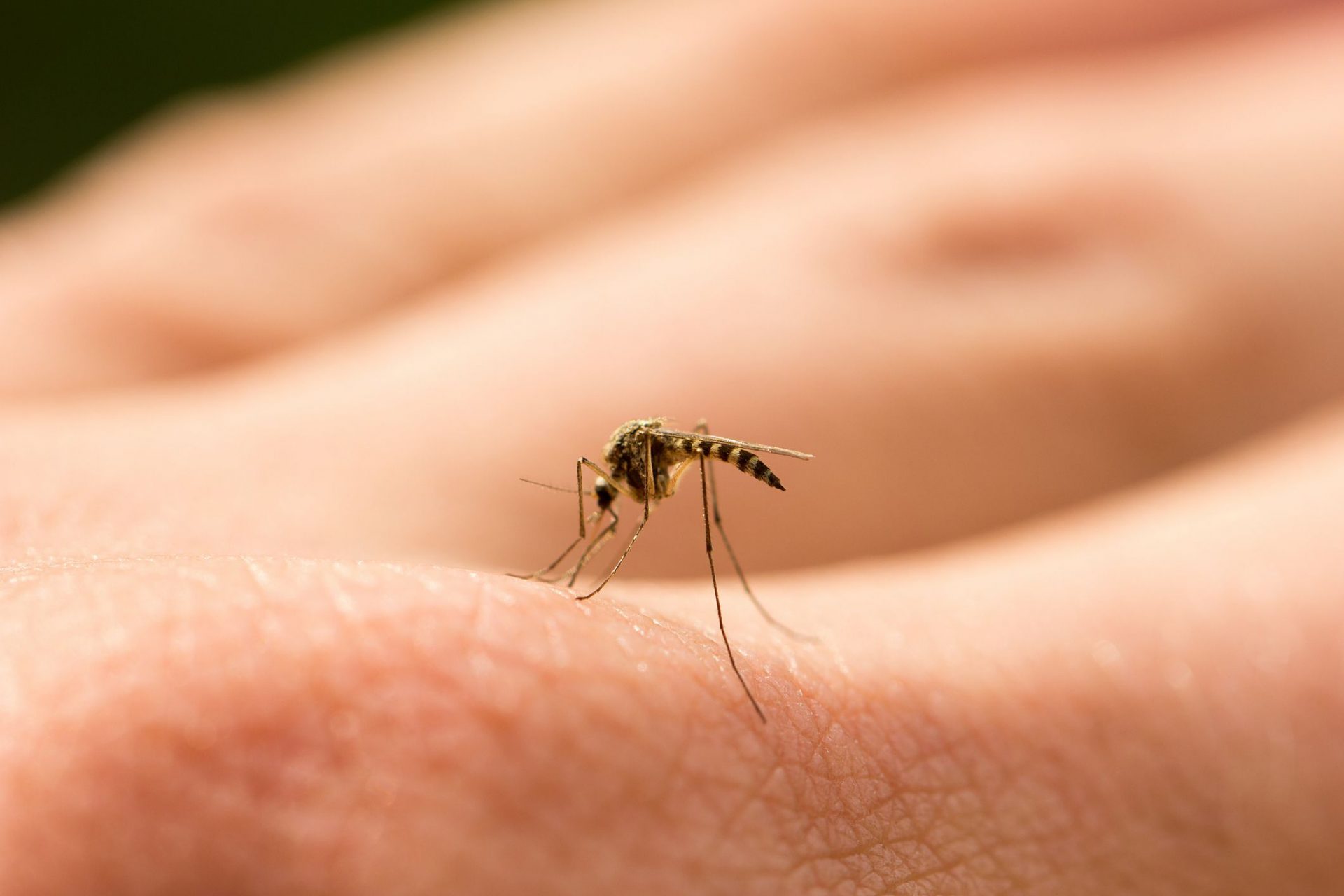 Primer plano de un mosquito en la mano de una persona