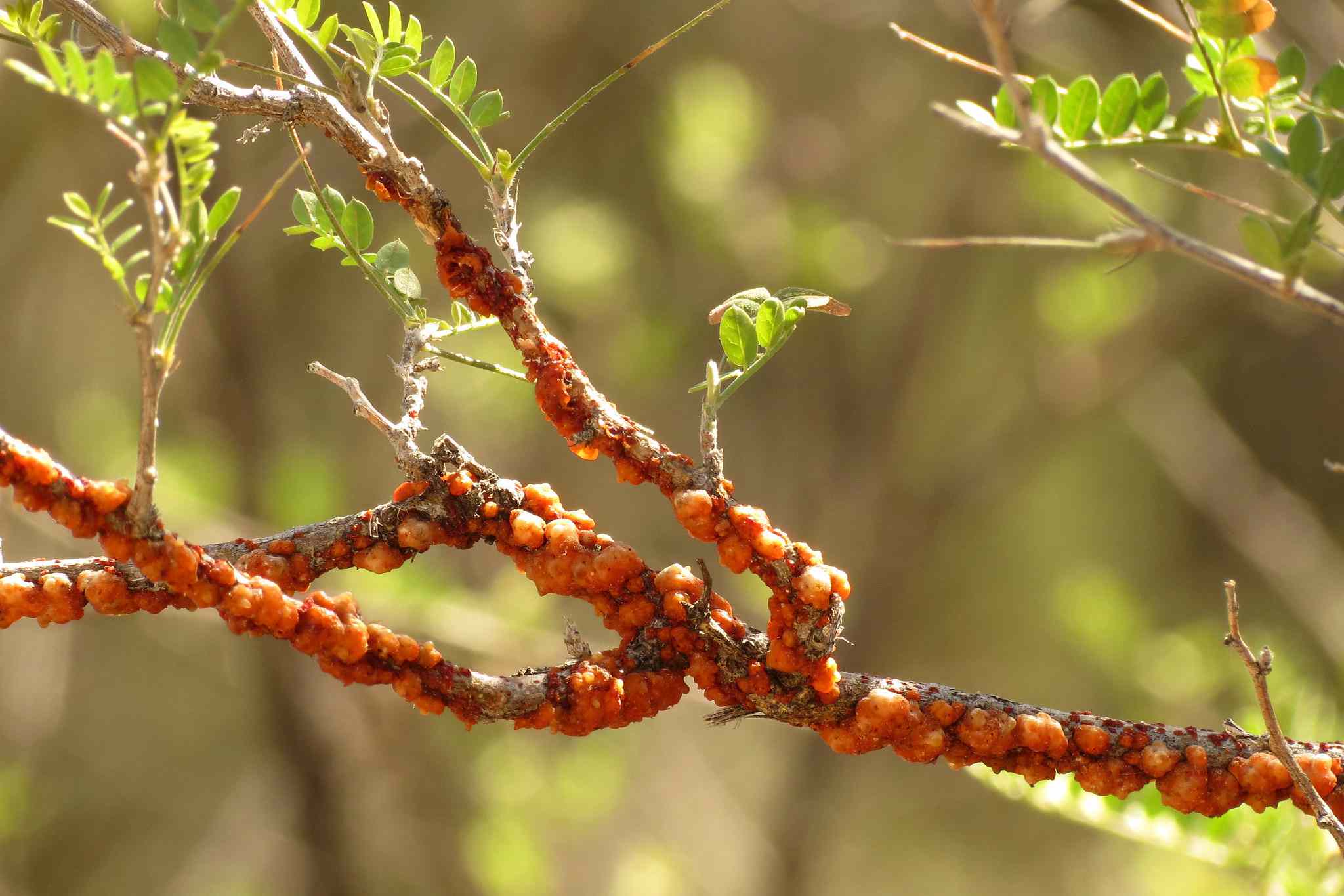 Las chinches de la laca y su resina rojo-anaranjada cubriendo la rama del árbol