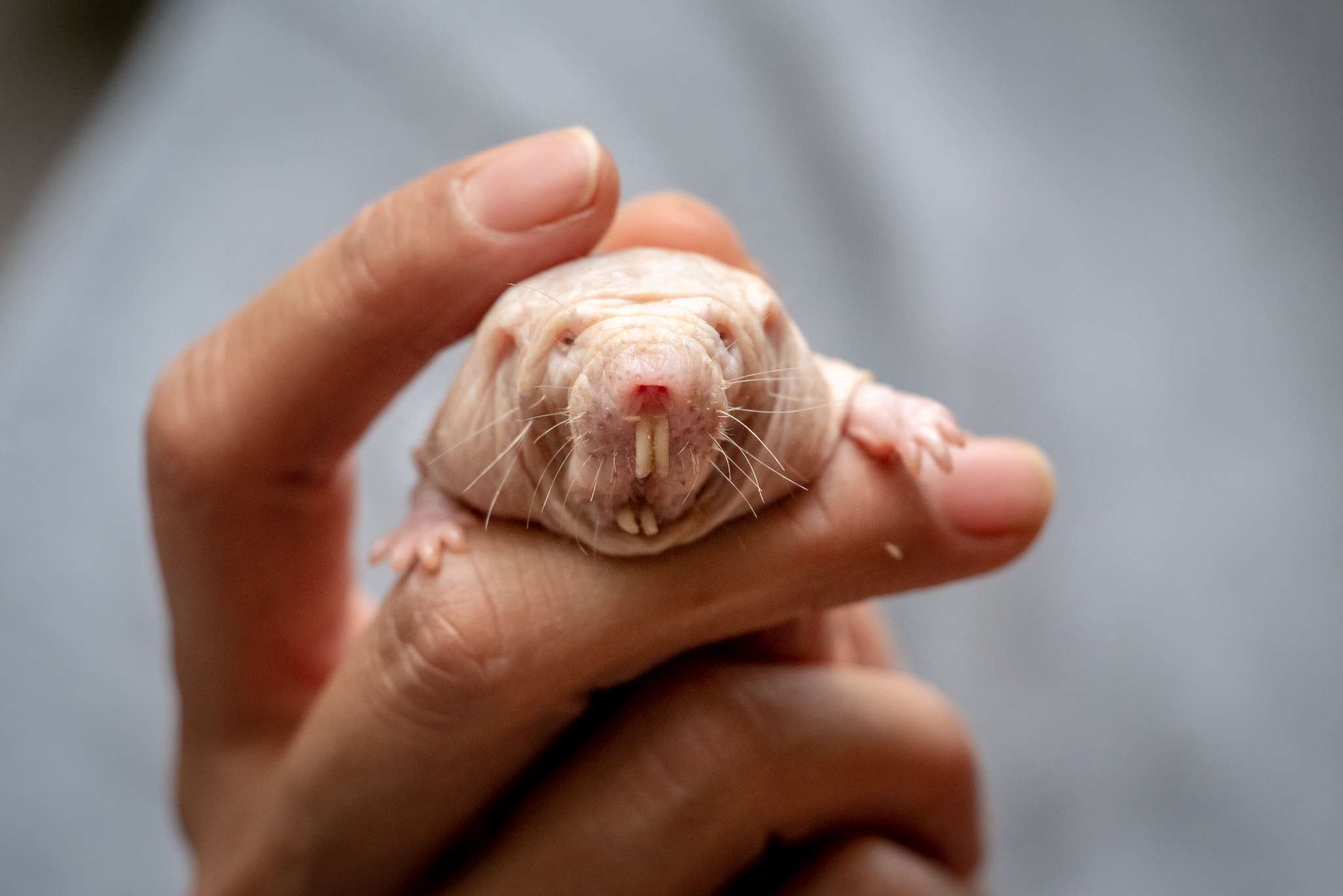 Una rata topo sostenida por una mano humana