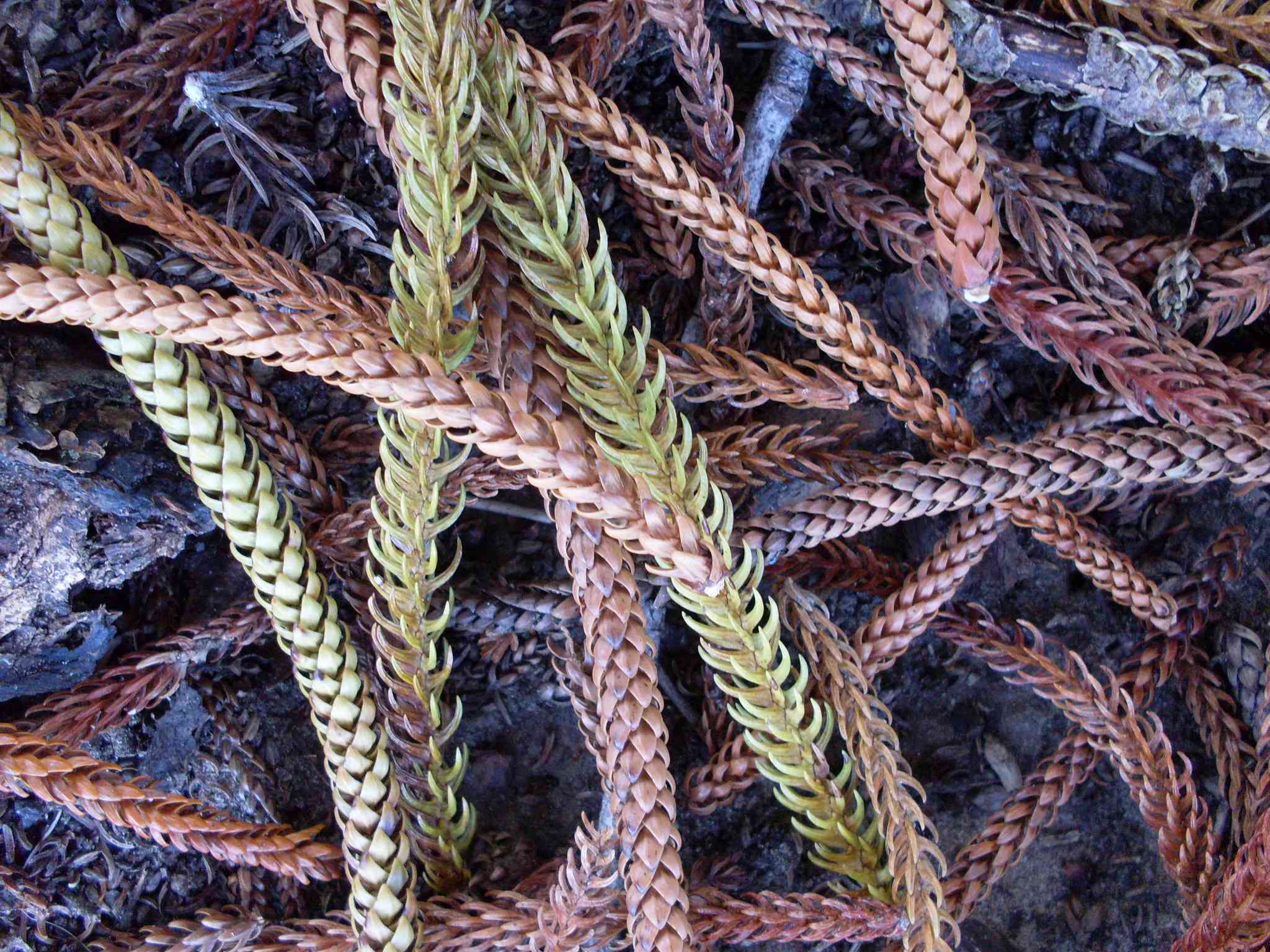 Agujas de pino Norfolk marrones muertas en el suelo
