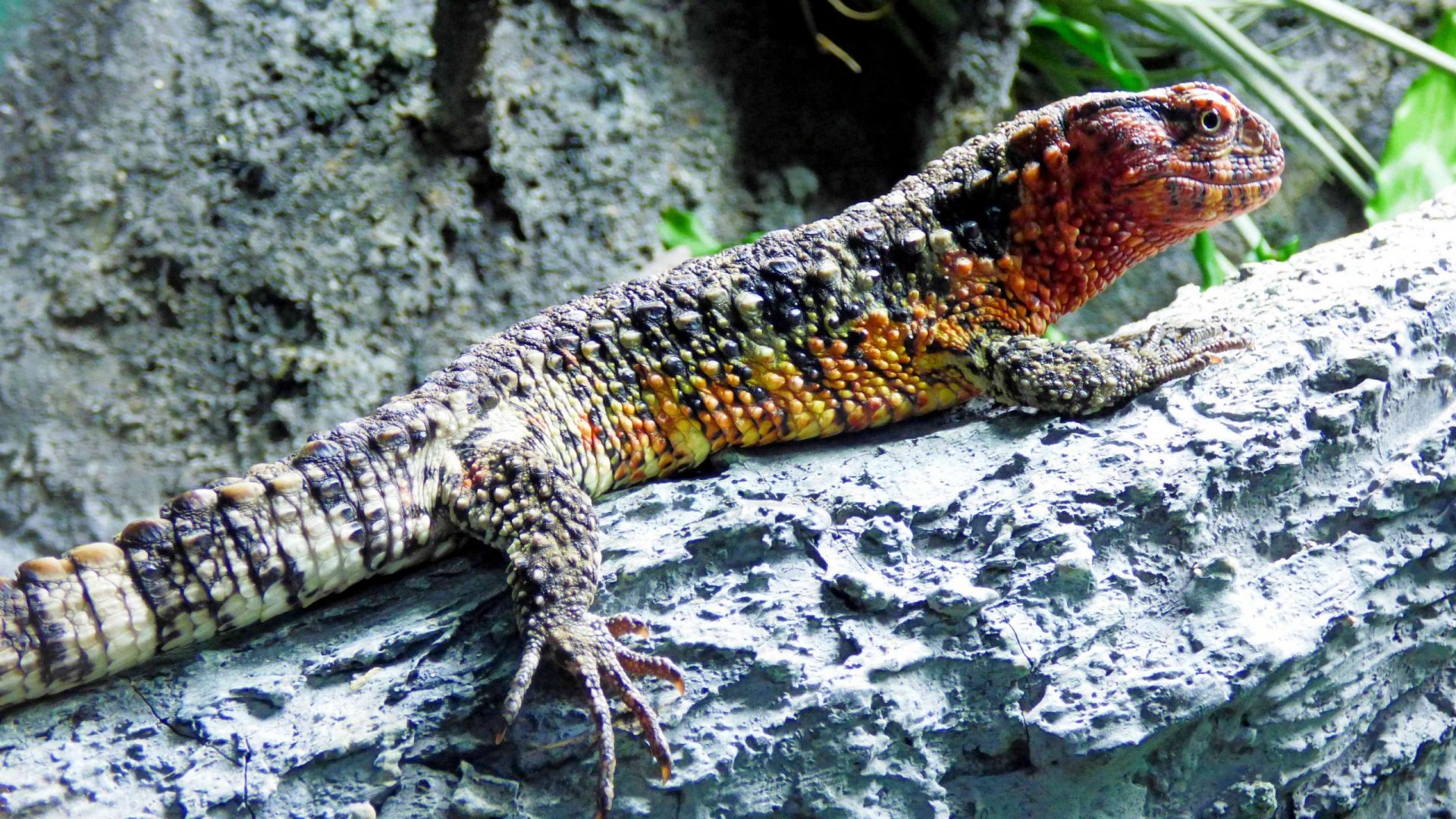 Un lagarto cocodrilo chino en el tronco de un árbol
