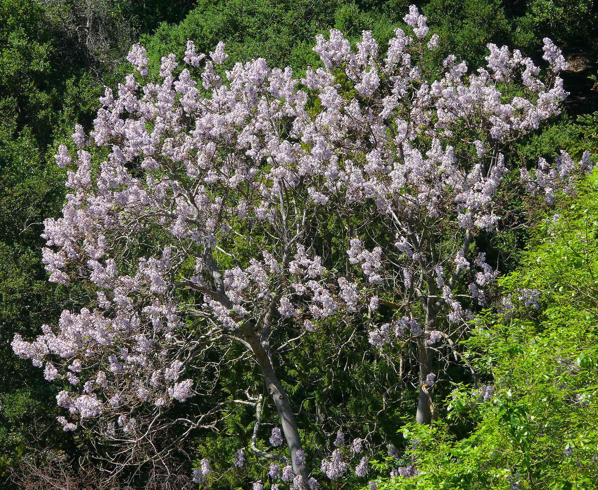 Árbol de la emperatriz en flor frente a otros árboles