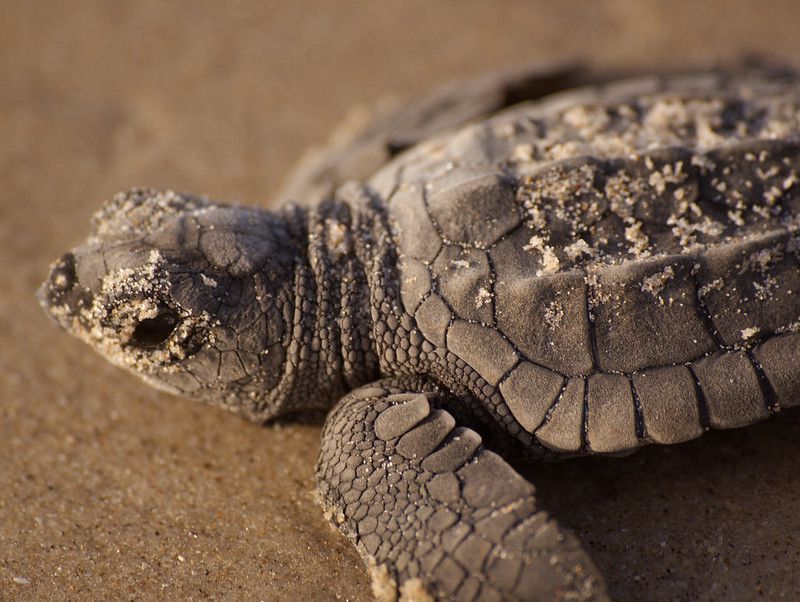 Una tortuga de Kemp en una playa de arena