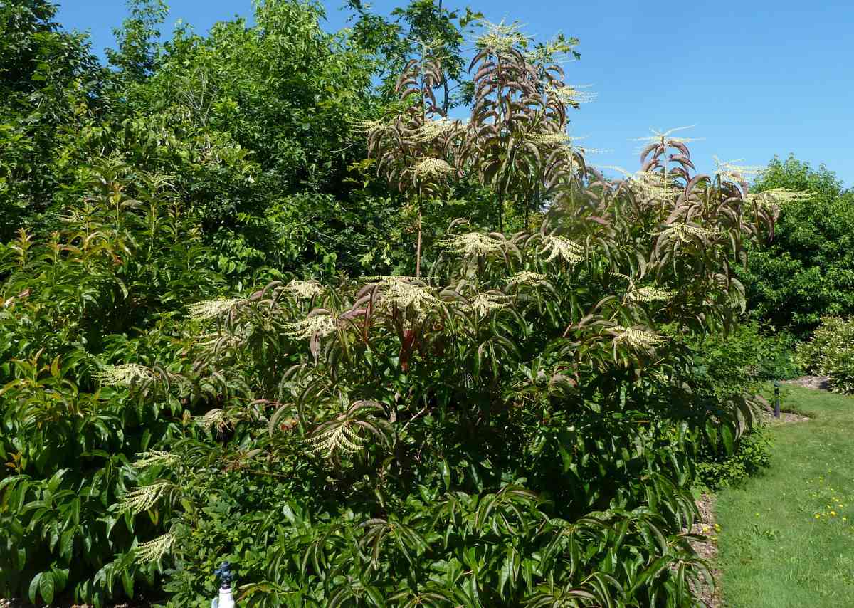 Hojas verdes y flores en un árbol de Sourwood