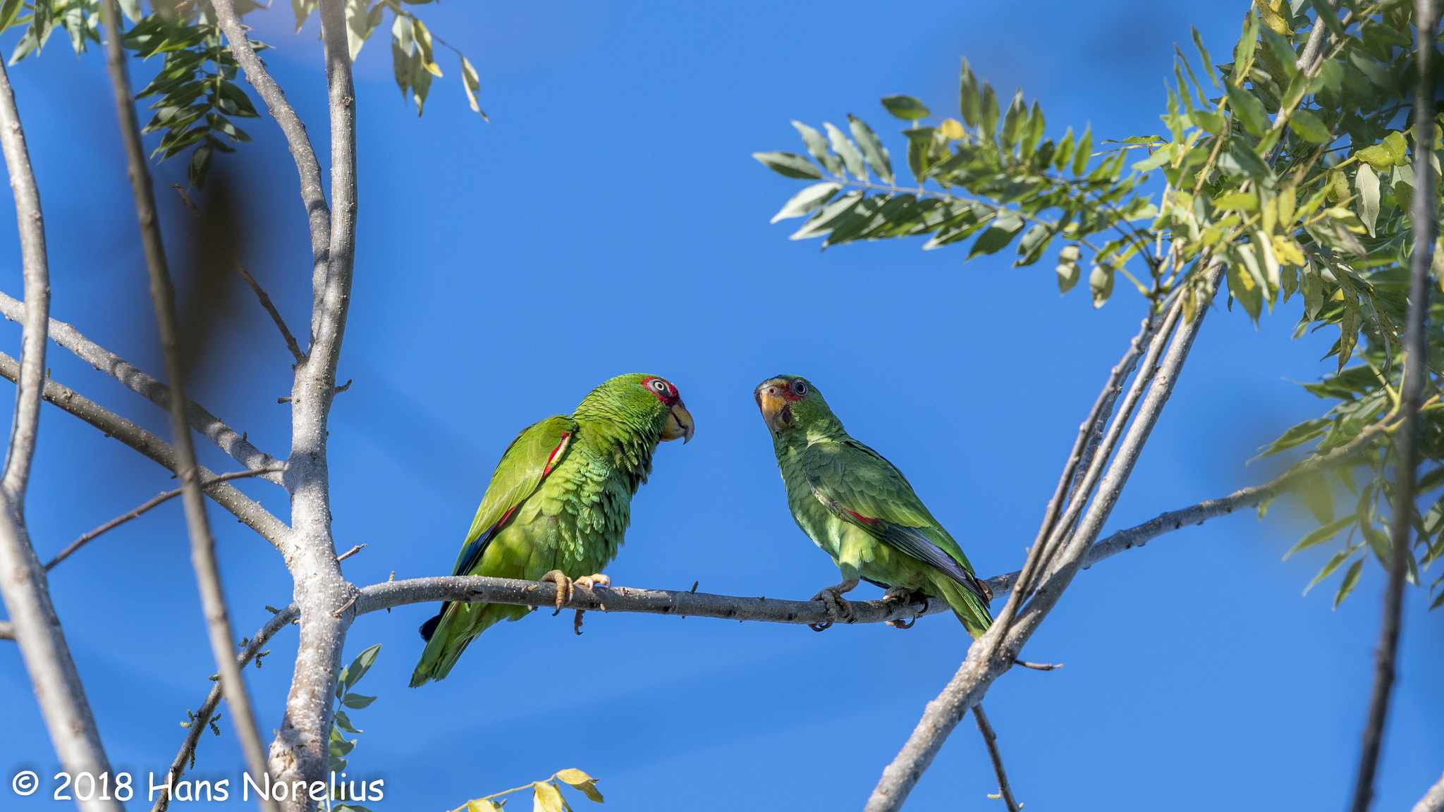pareja de loros amazónicos de frente blanca, El macho tiene las plumas rojas en el hombro y la hembra tiene los hombros verdes