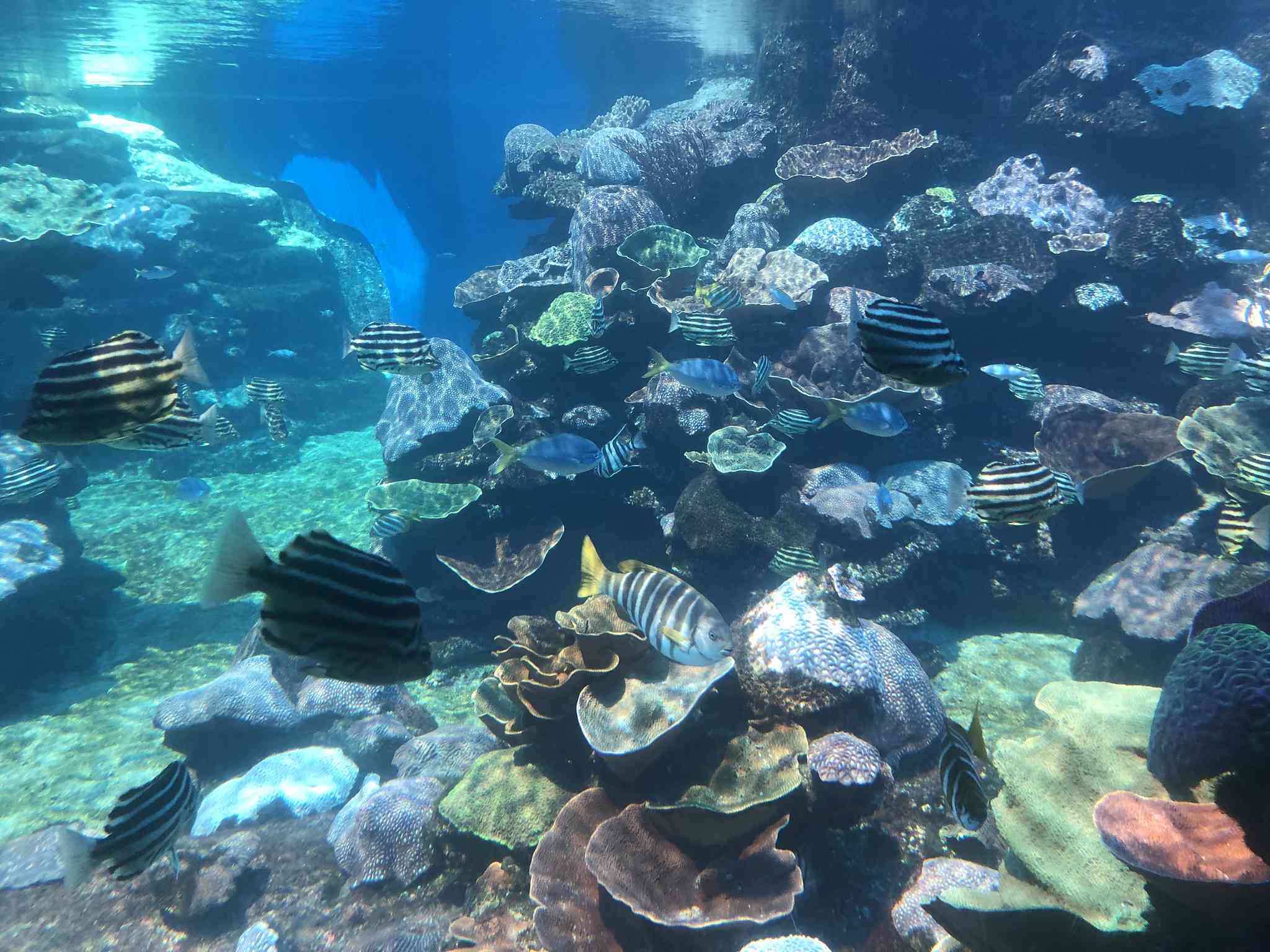 Colorido arrecife de coral lleno de peces con rayas de cebra en el Acuario de Australia Occidental