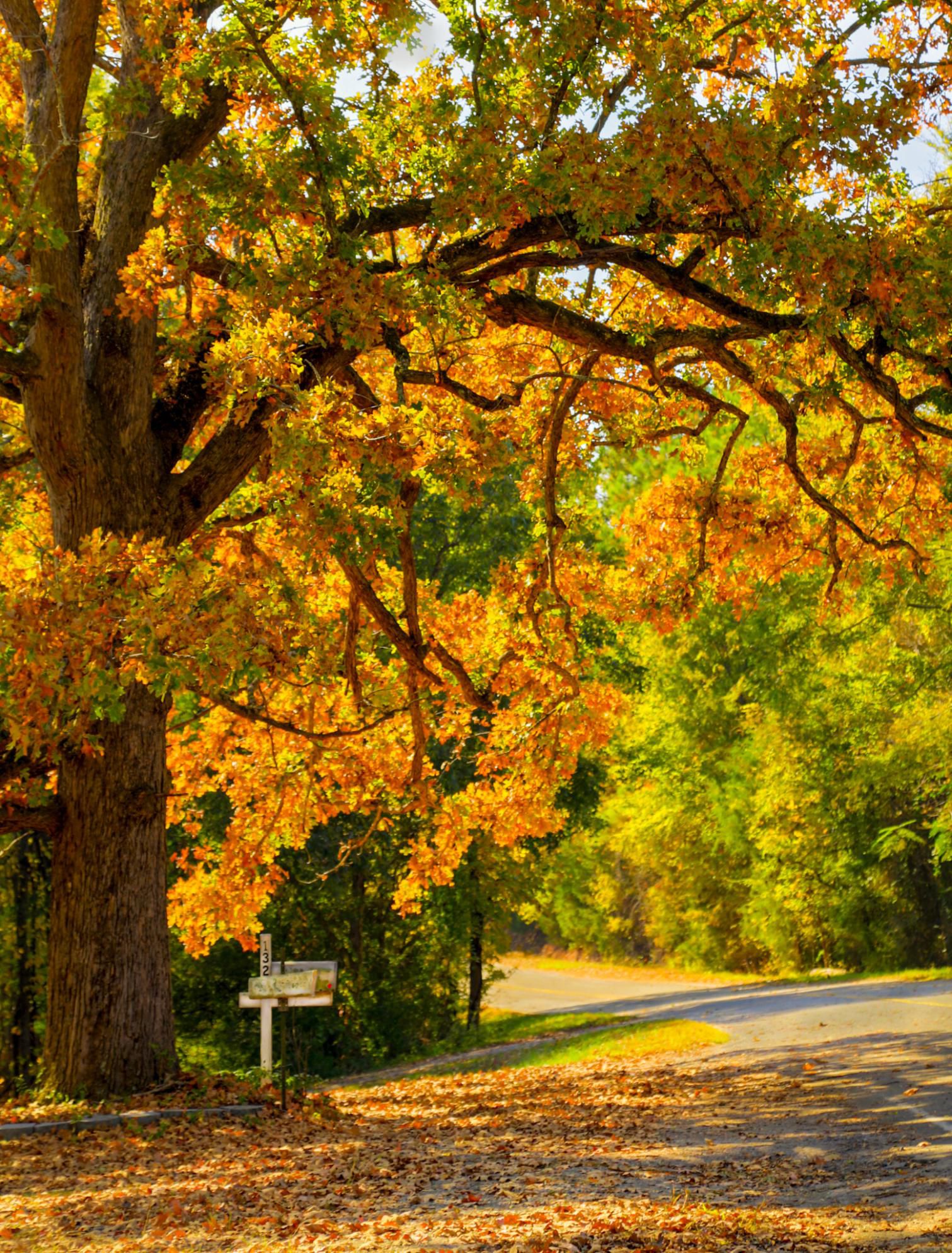 Buzón en una carretera rural de Carolina del Sur en otoño, las hojas del roble están iluminadas por el brillante sol de la mañana.
