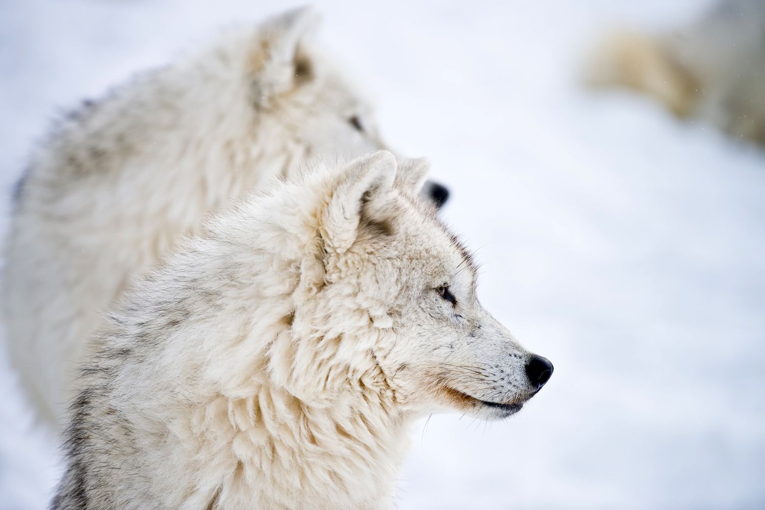 Lobo ártico - Canis lupus arctos