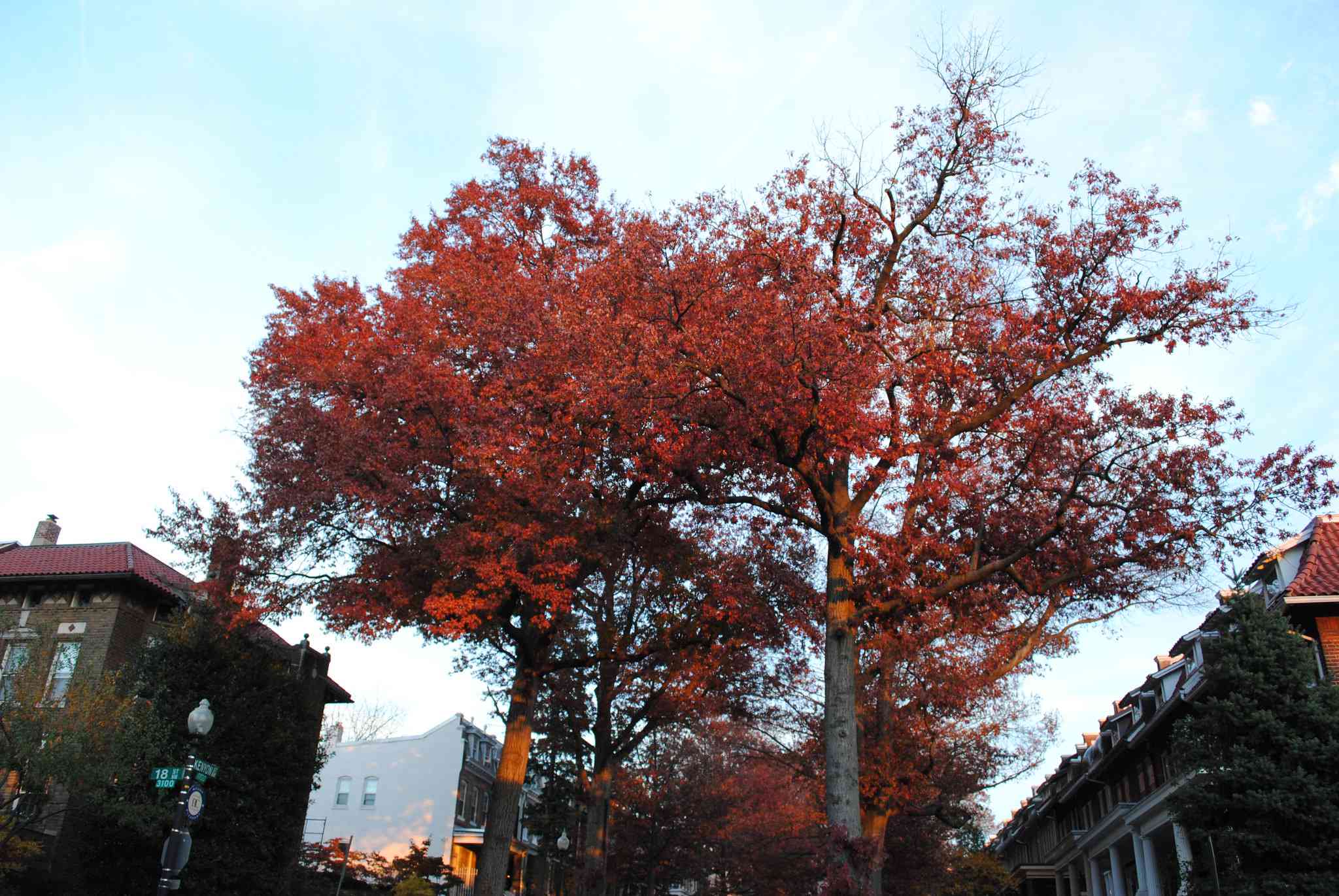 Hojas rojas de un roble pino en un entorno urbano.
