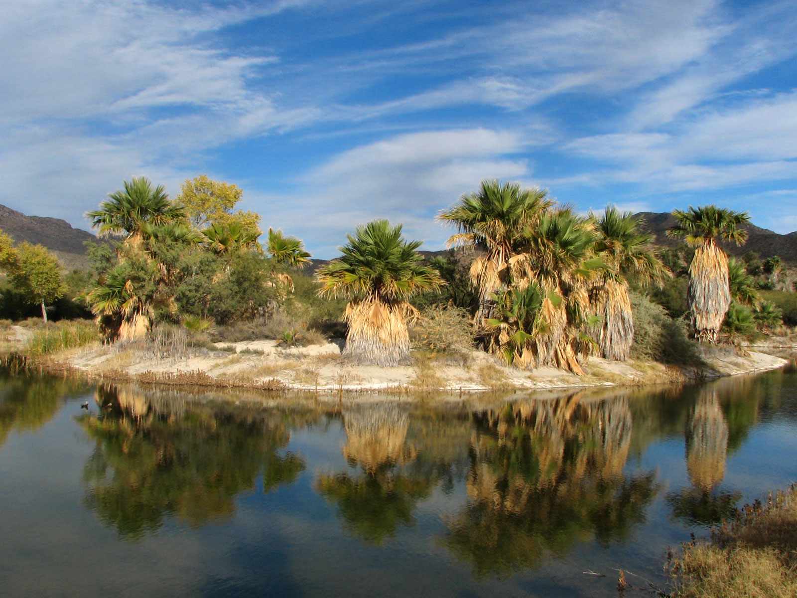 Palmeras en abanico rodeadas de agua contra un cielo azul con nubes blancas en el Parque Regional de Agua Caliente en Arizona