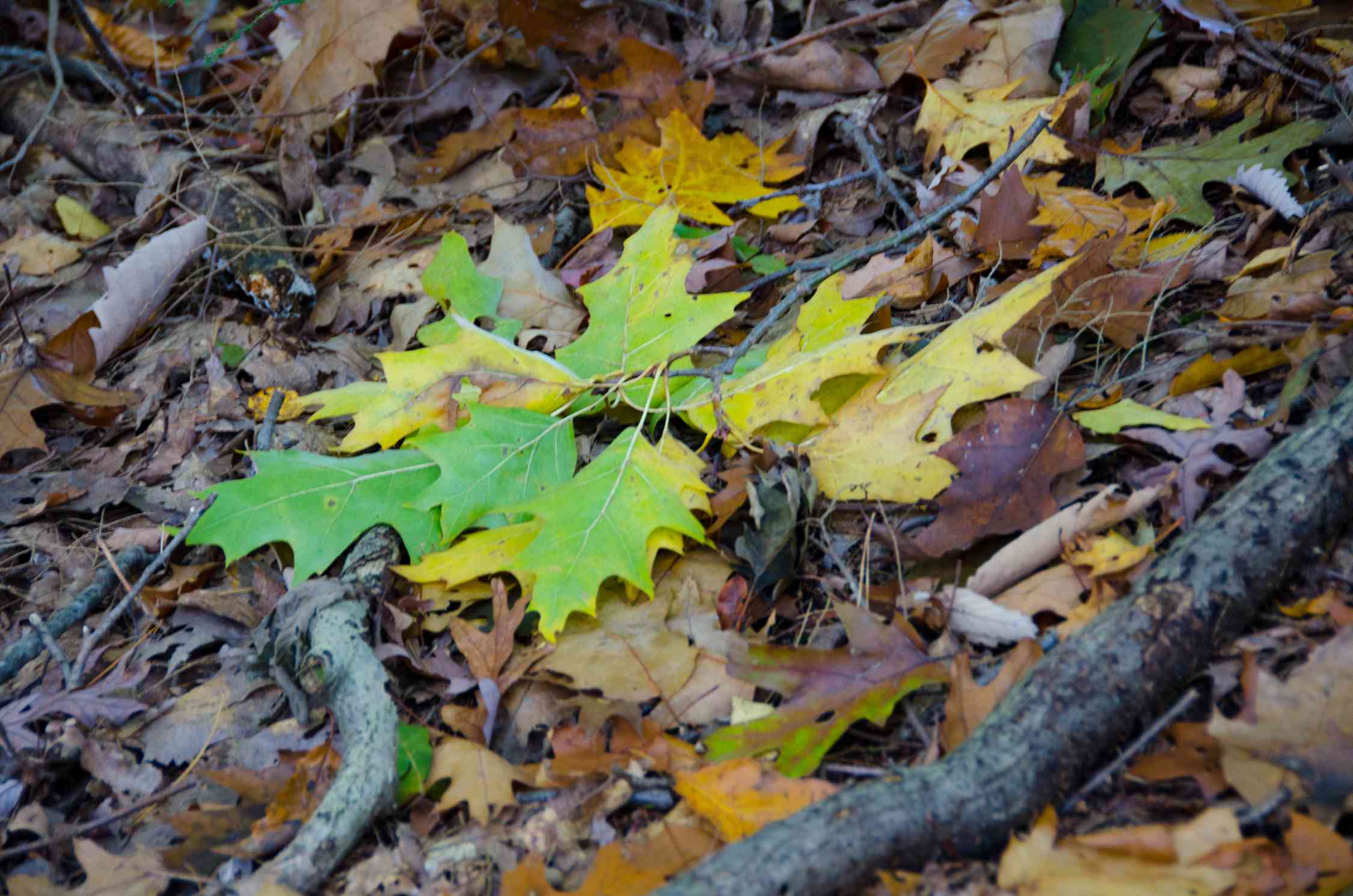 hojas de roble verdes y amarillas recién caídas sobre un montón de hojas marrones