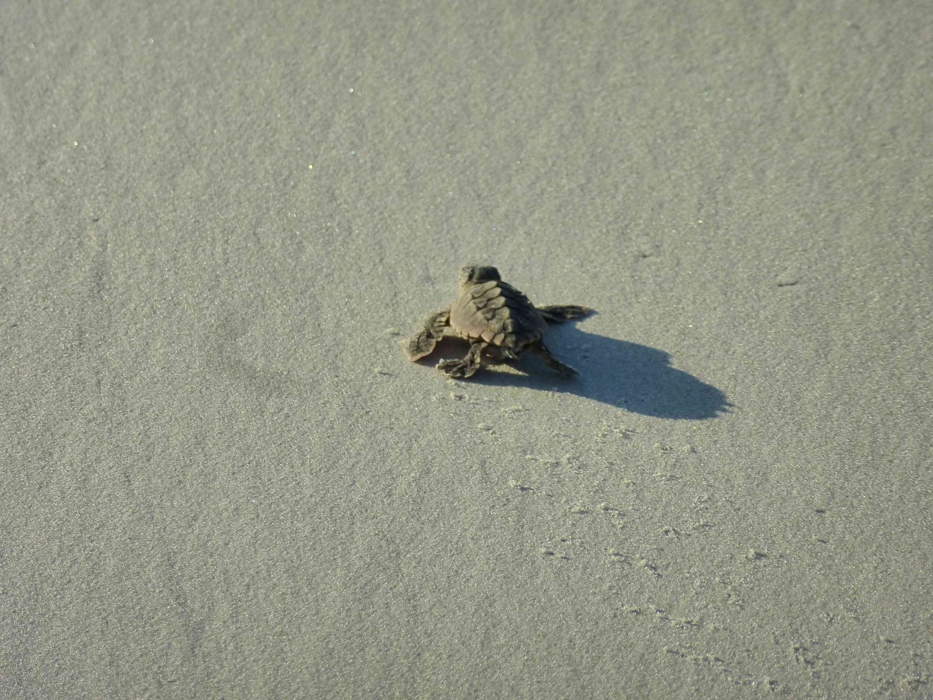 cría de tortuga marina caminando por la playa hacia el océano en la isla de Barbanegra, Georgia