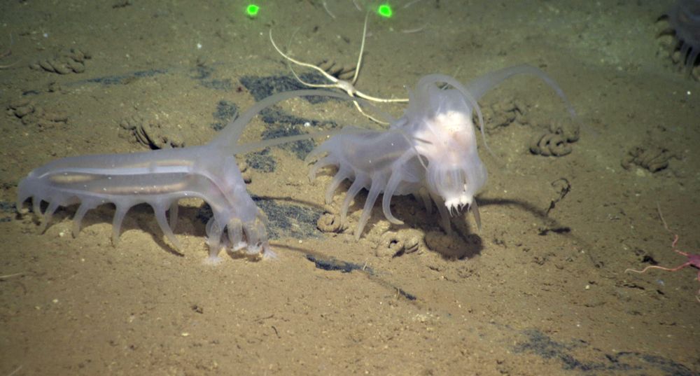 Pareja de cerdos marinos caminando por el fondo del océano