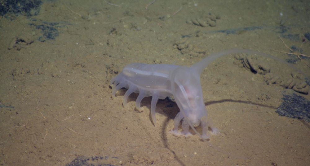 Cerdo marino en el fondo del océano