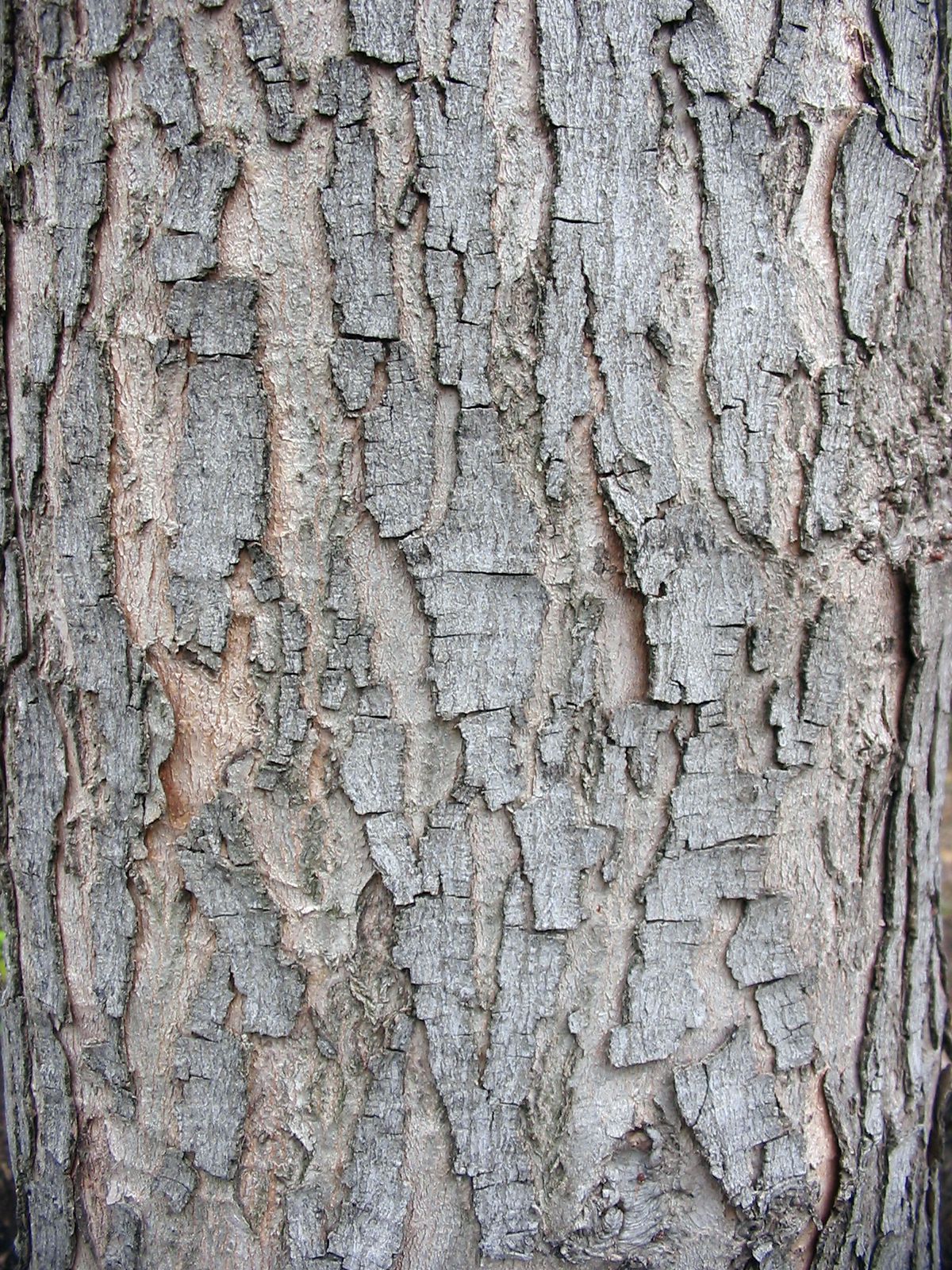 Corteza de árbol