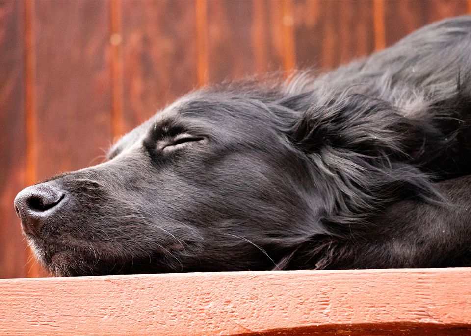 perro negro de pelo largo duerme en un patio de madera