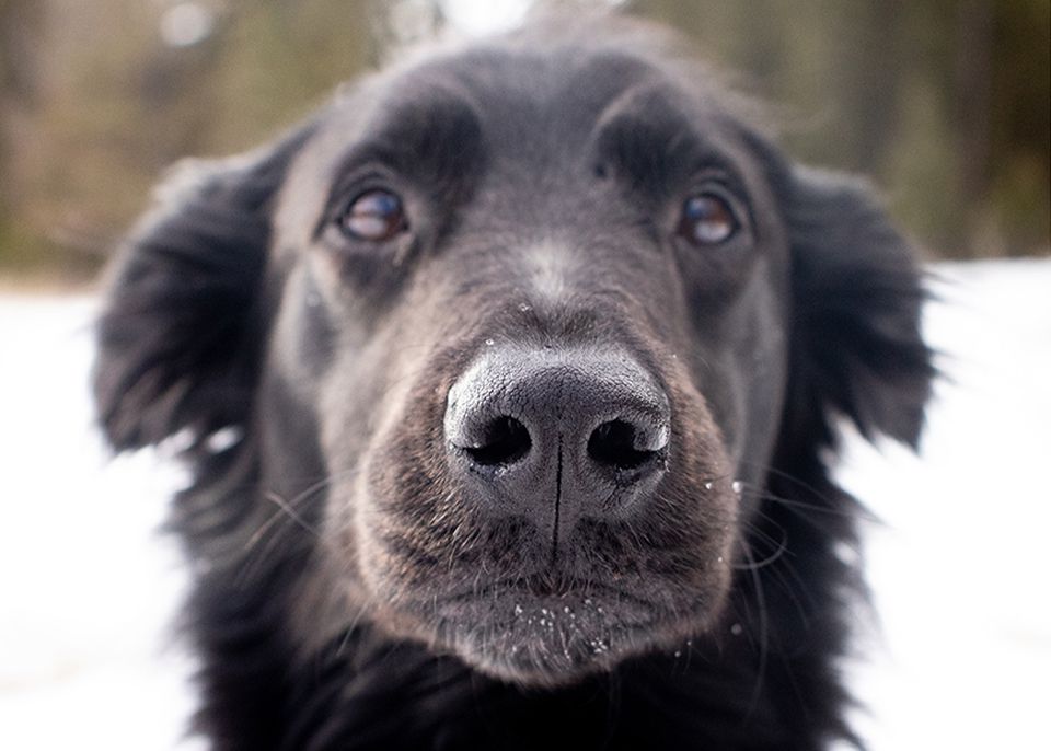 perro negro de pelo largo mira fijamente a la cámara fondo de nieve