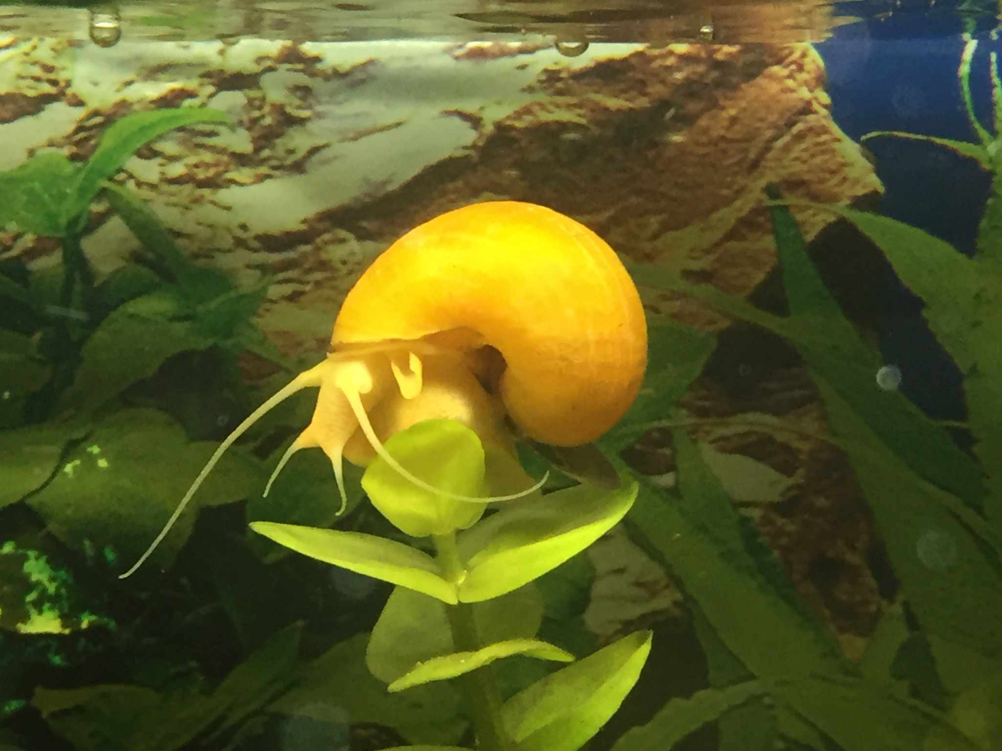 Un caracol manzana dorado y brillante bajo el agua pegado a una planta verde