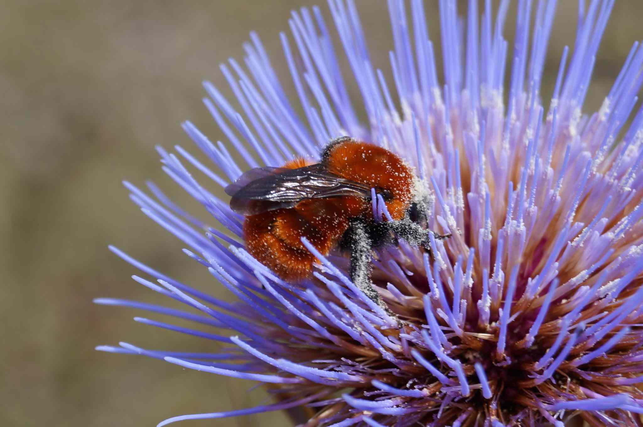 Bombus dahlbomii, originario de Sudamérica, es la especie de abejorro más grande del mundo