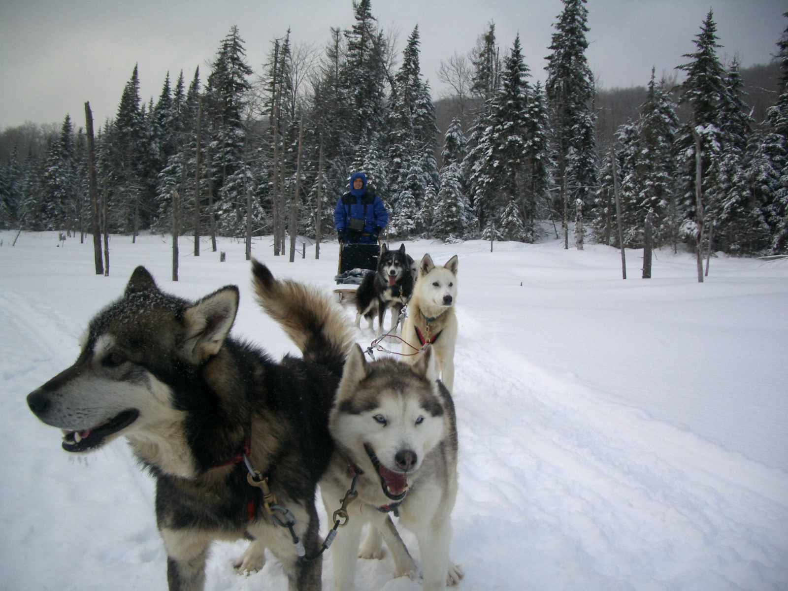 manada de perros inuit canadienses en trineo en la nieve tirando de un hombre con equipo de nieve