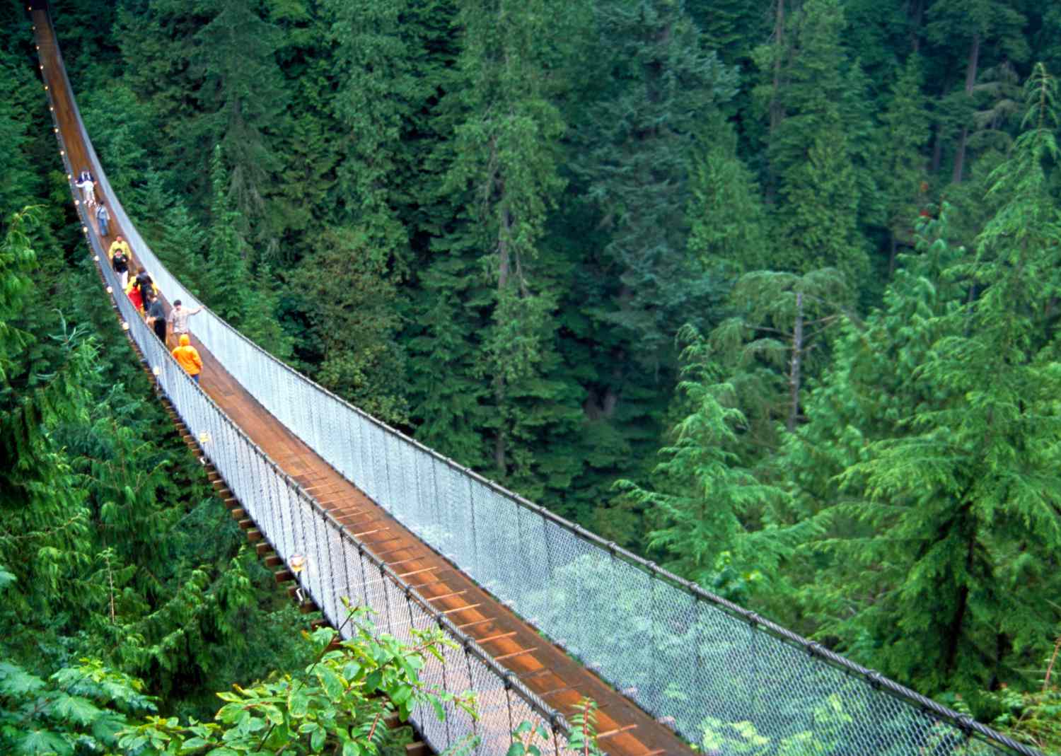 Un puente colgante cruza por encima de un bosque de abetos de Douglas