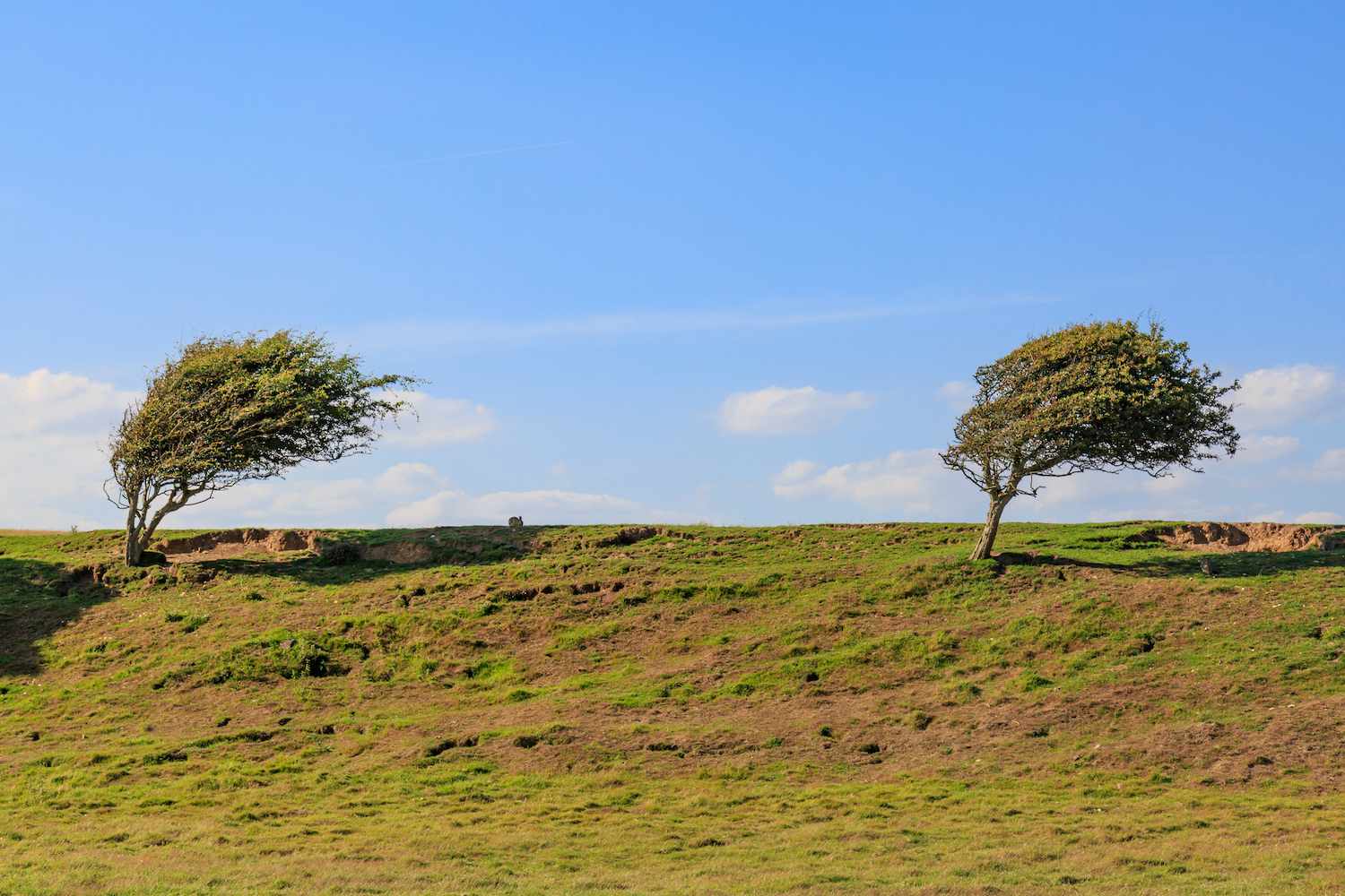 Dos árboles barridos por el viento se encuentran en la cima de una colina cubierta de hierba en un día claro en Cuckmere Haven