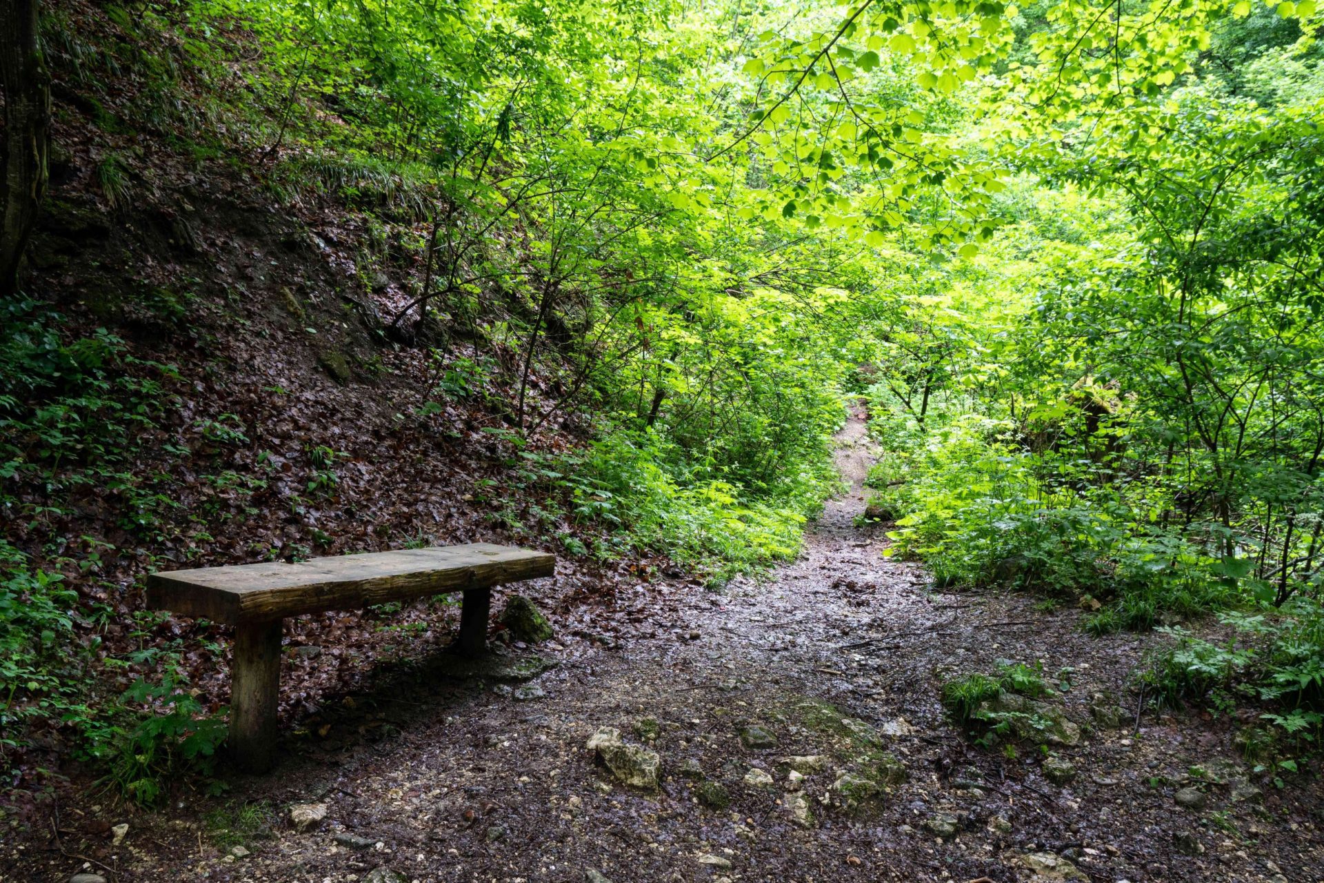 banco solitario del parque en un camino embarrado en medio de un claro del bosque