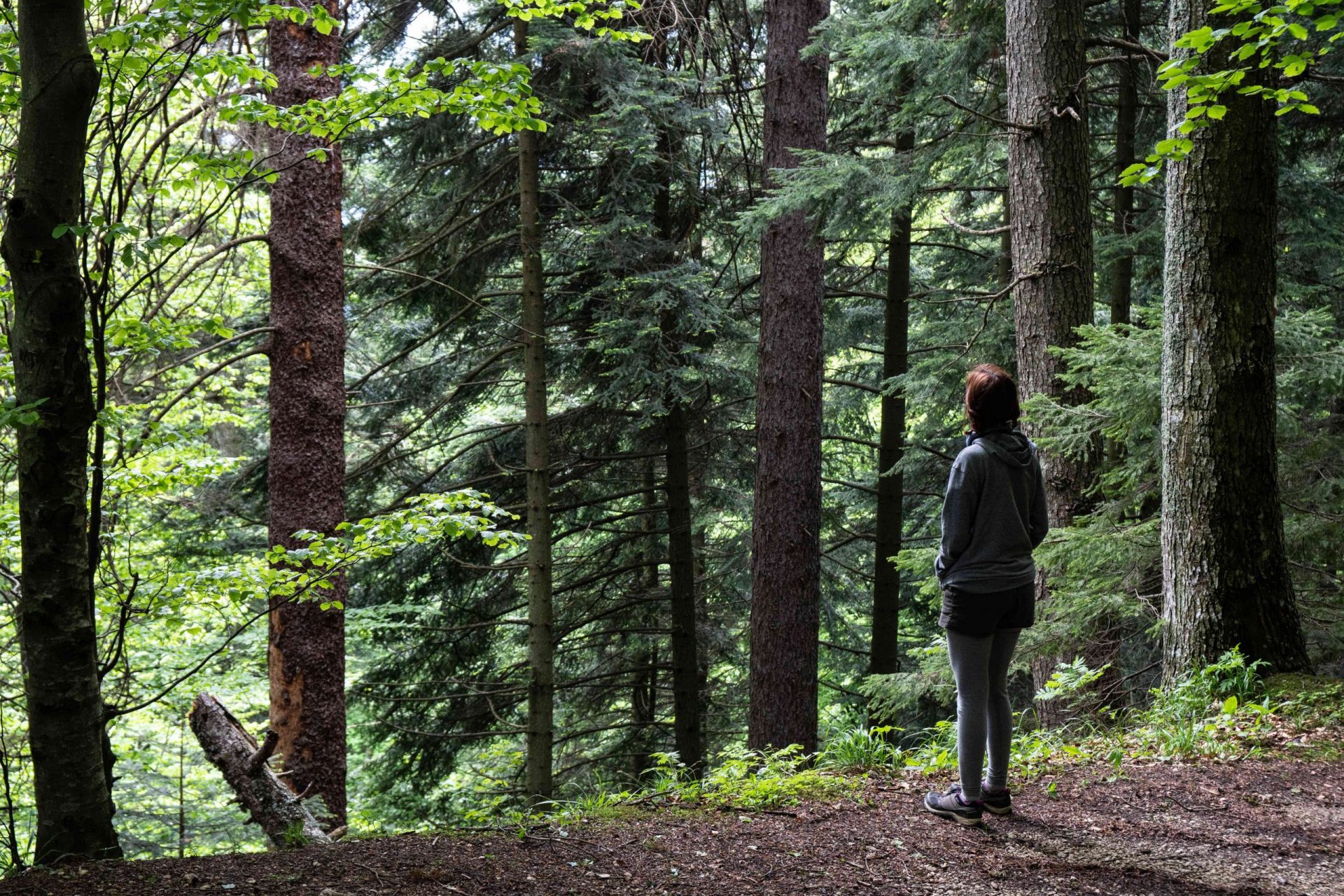 una persona sola en un acantilado en medio de un espeso bosque de pinos
