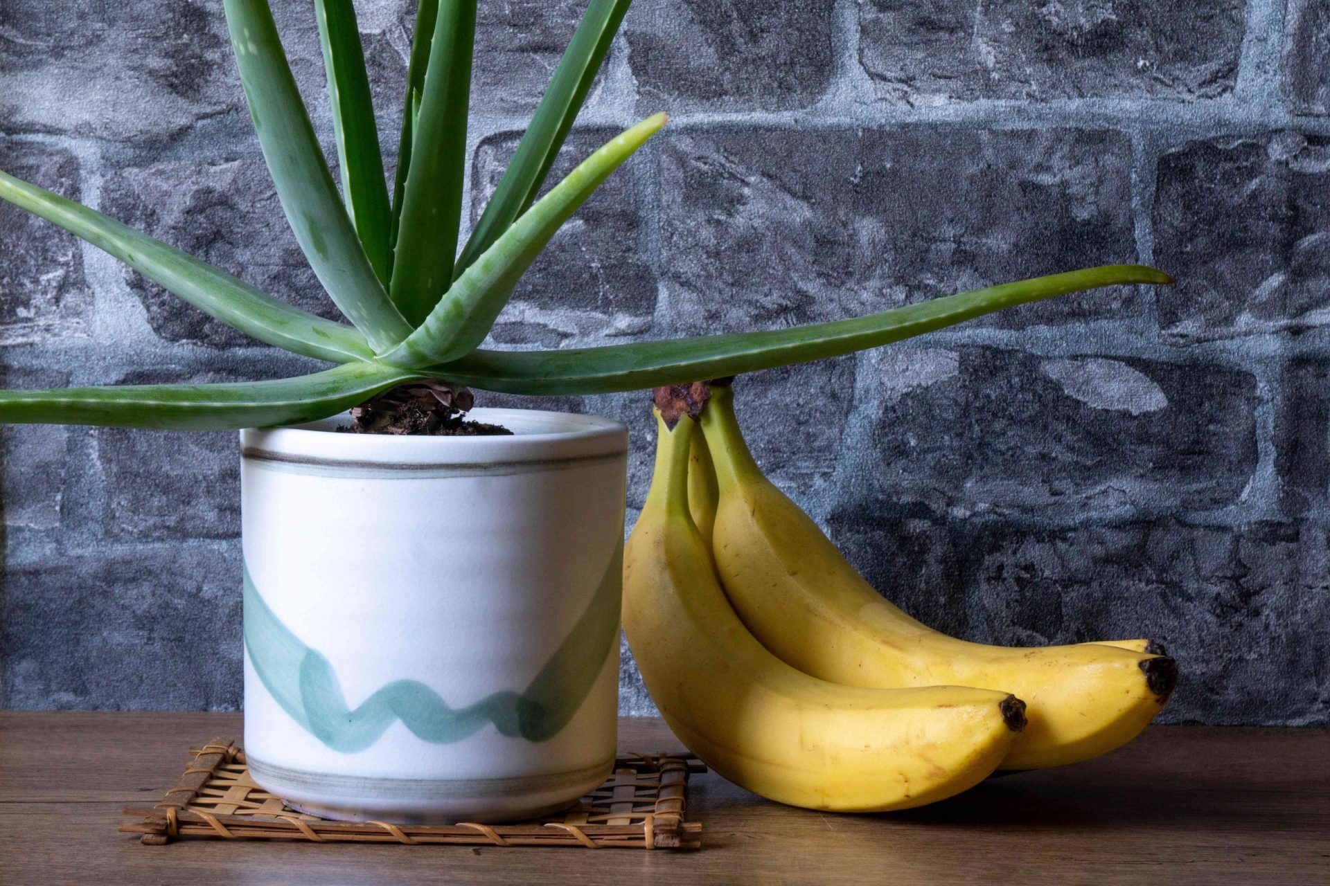 planta de aloe vera en maceta de cerámica blanca junto a un racimo de plátanos contra la pared de piedra