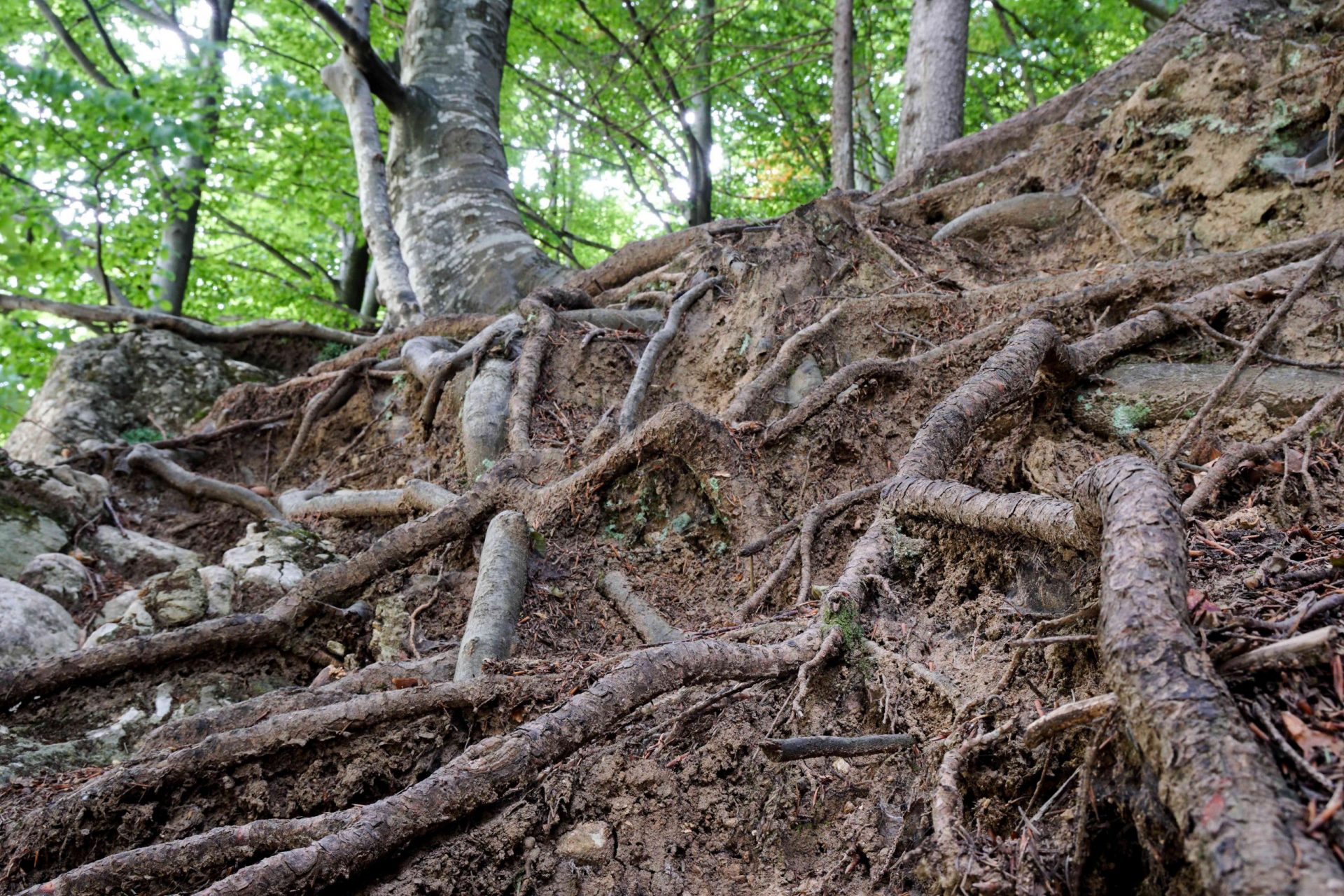 vista de insecto de un gran árbol con gruesas raíces expuestas arrastrándose por un pequeño acantilado