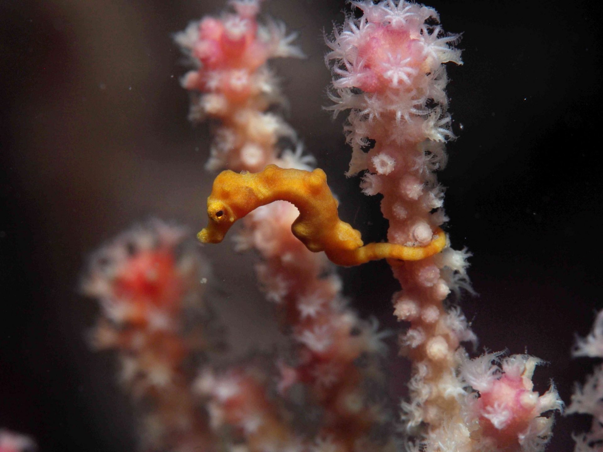 Un caballito de mar pigmeo de Denise amarillo sujeto a la rama de una planta submarina rosa y blanca