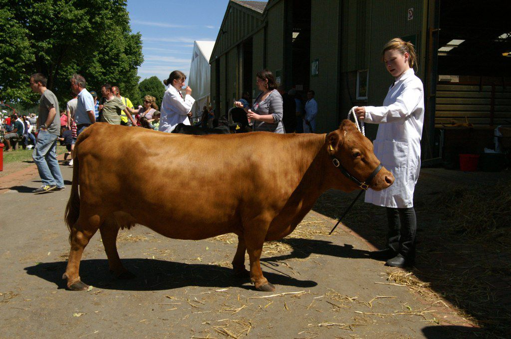 La vaca Dexter de color canela intenso se exhibe en la feria del condado