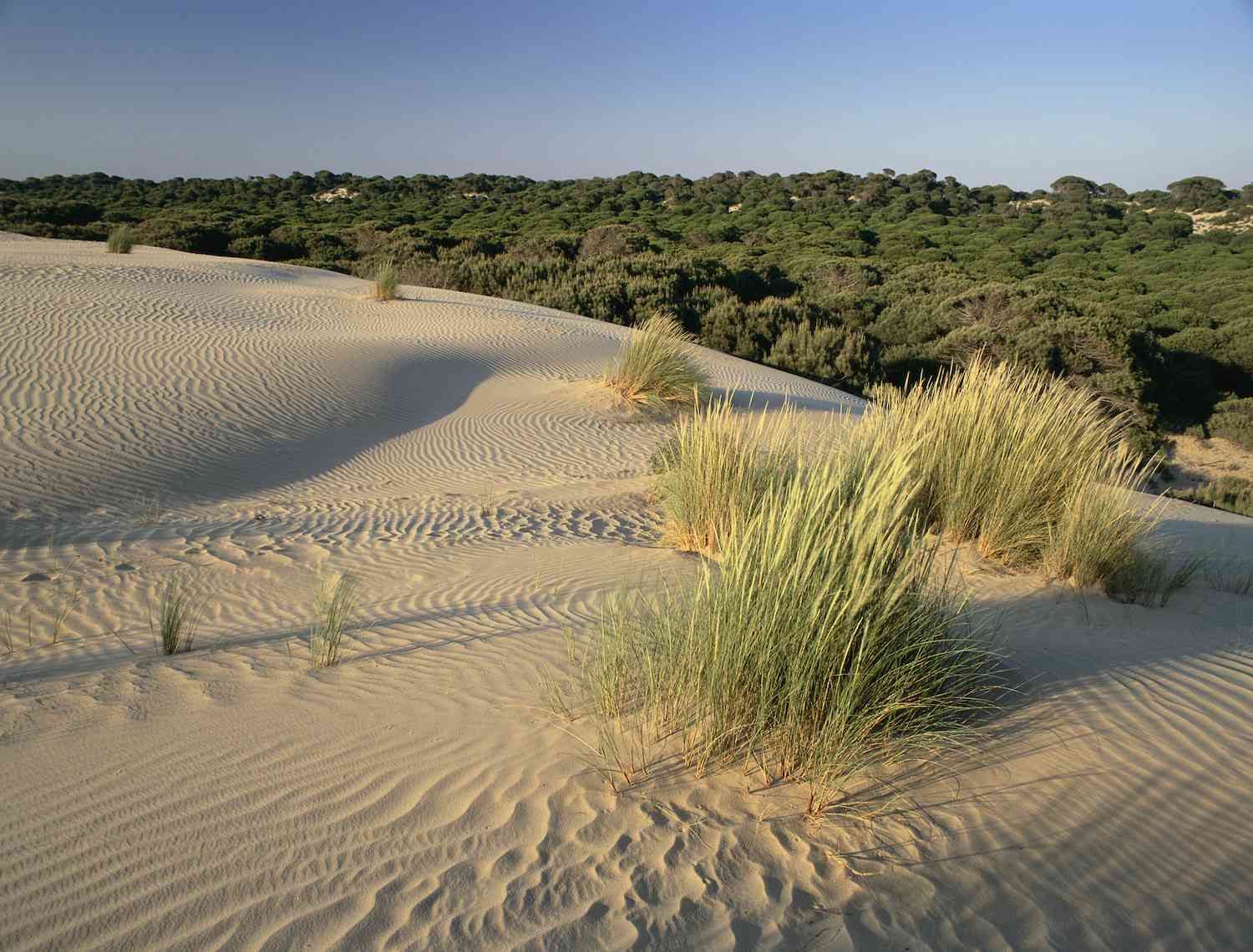 Una duna de arena con bosques detrás en el Parque Nacional de Doñana