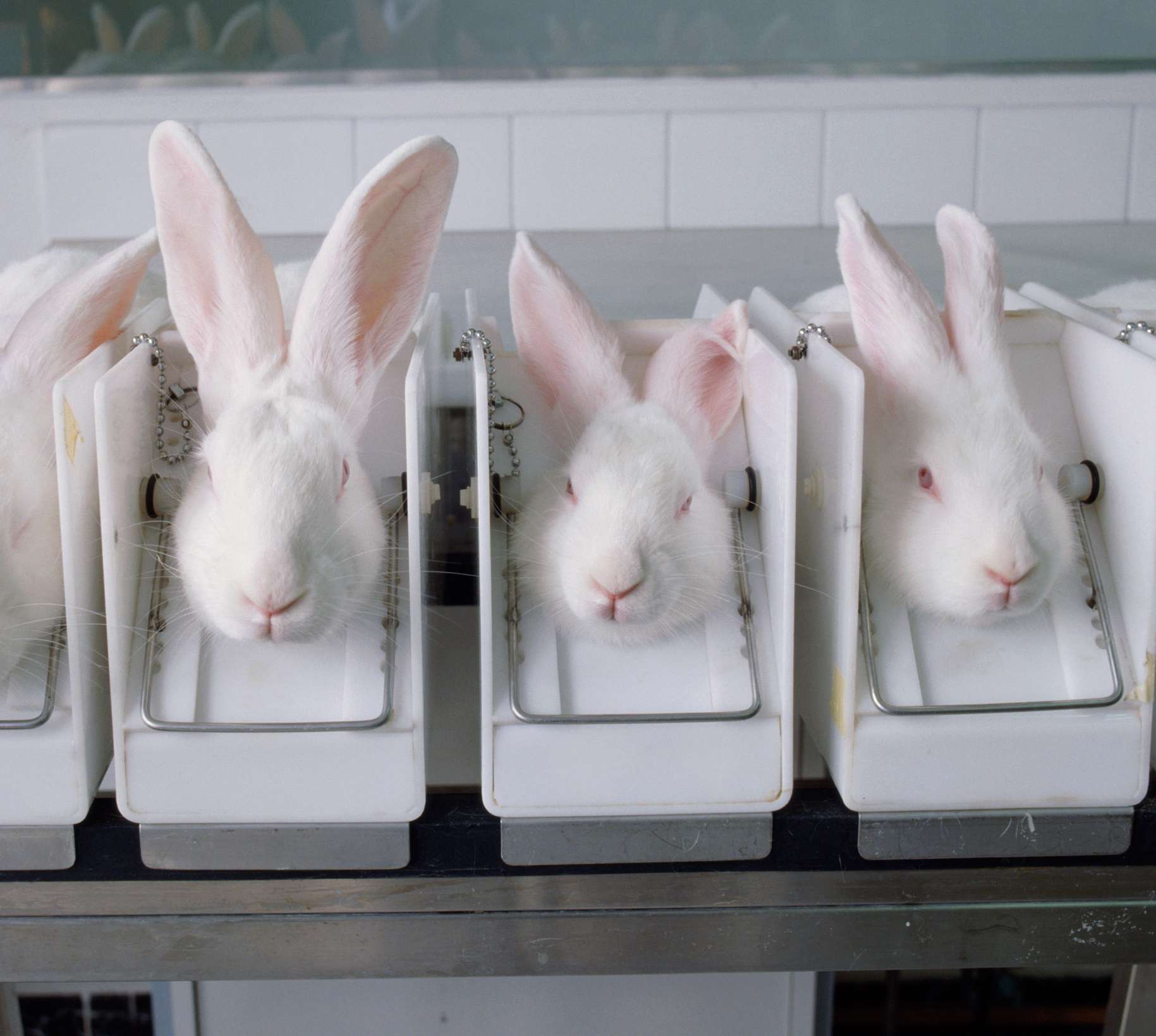 Conejos en un laboratorio de pruebas de cosméticos