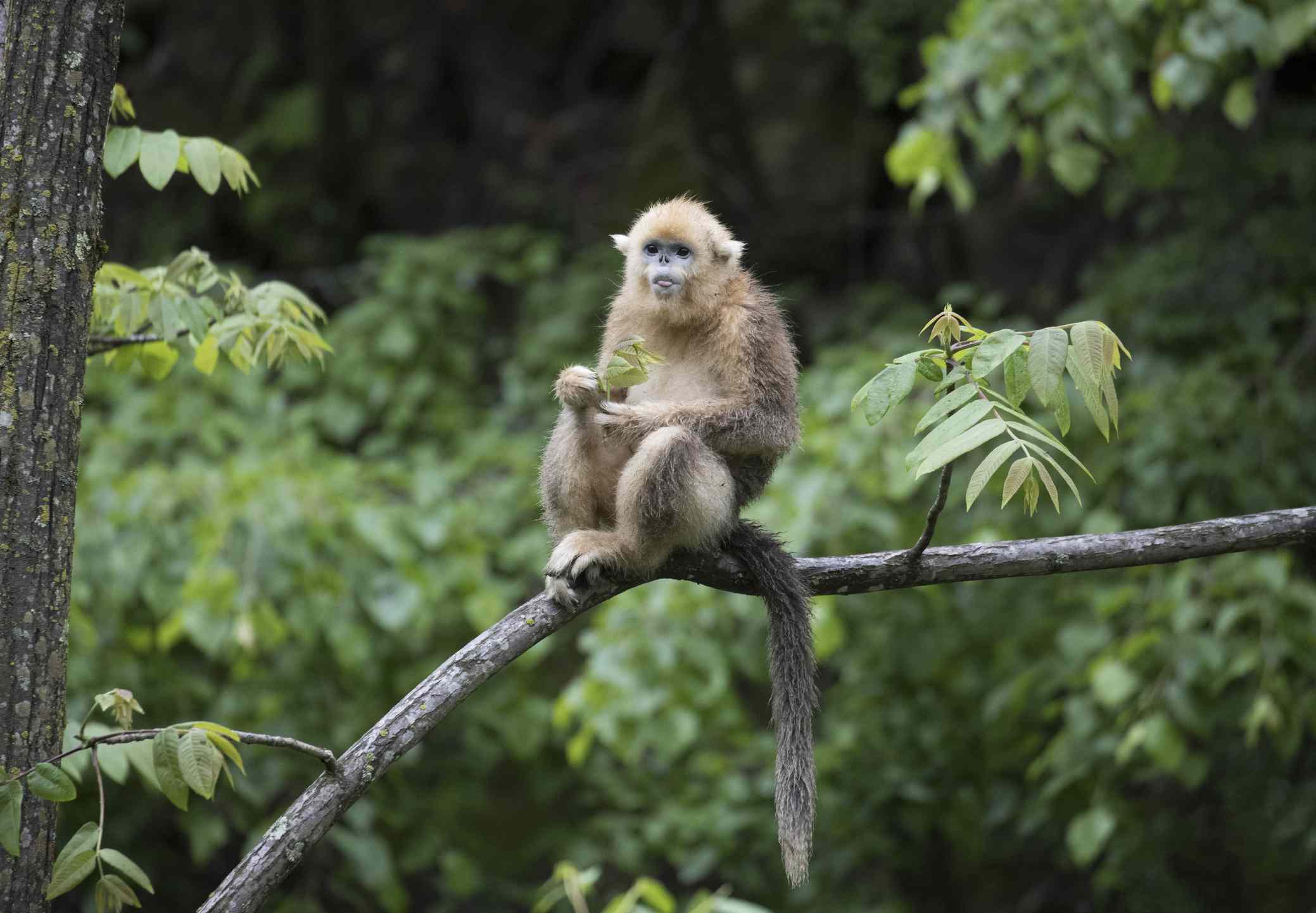 Un mono narigudo dorado sentado en una rama rodeado de hojas verdes y árboles