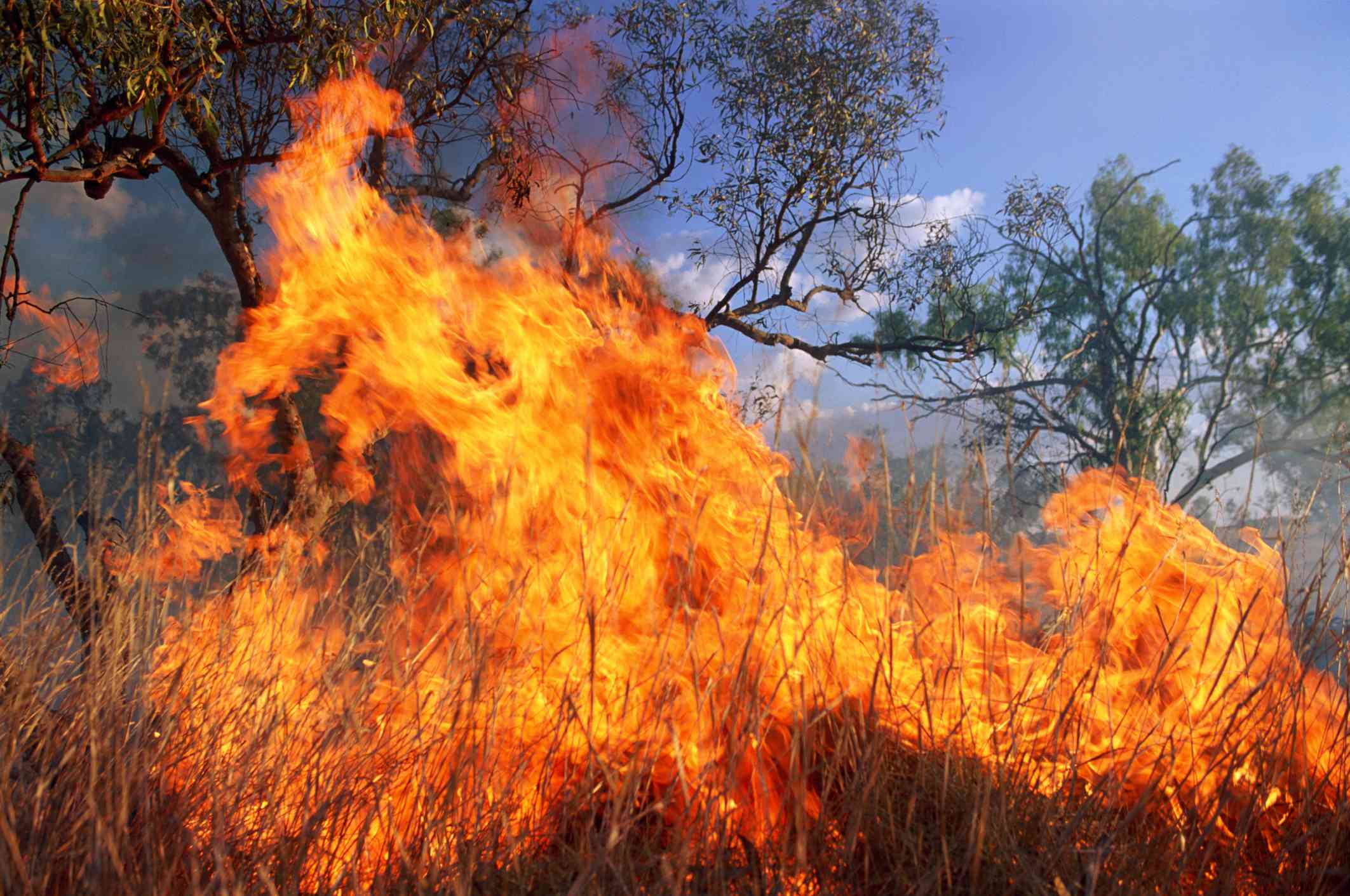 Un primer plano de las llamas de un incendio forestal provocado por el viento