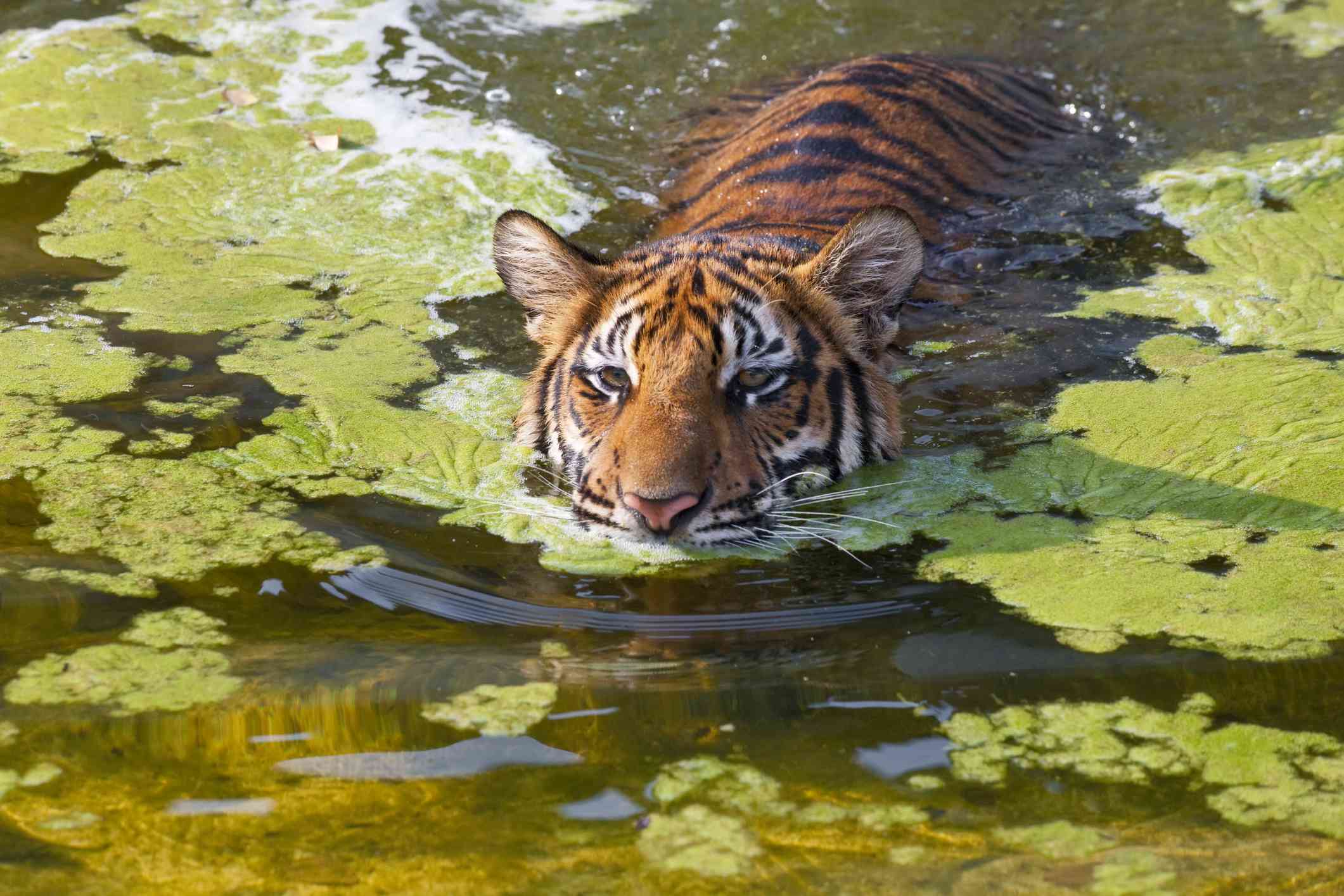 Un tigre de Indochina en Tailandia