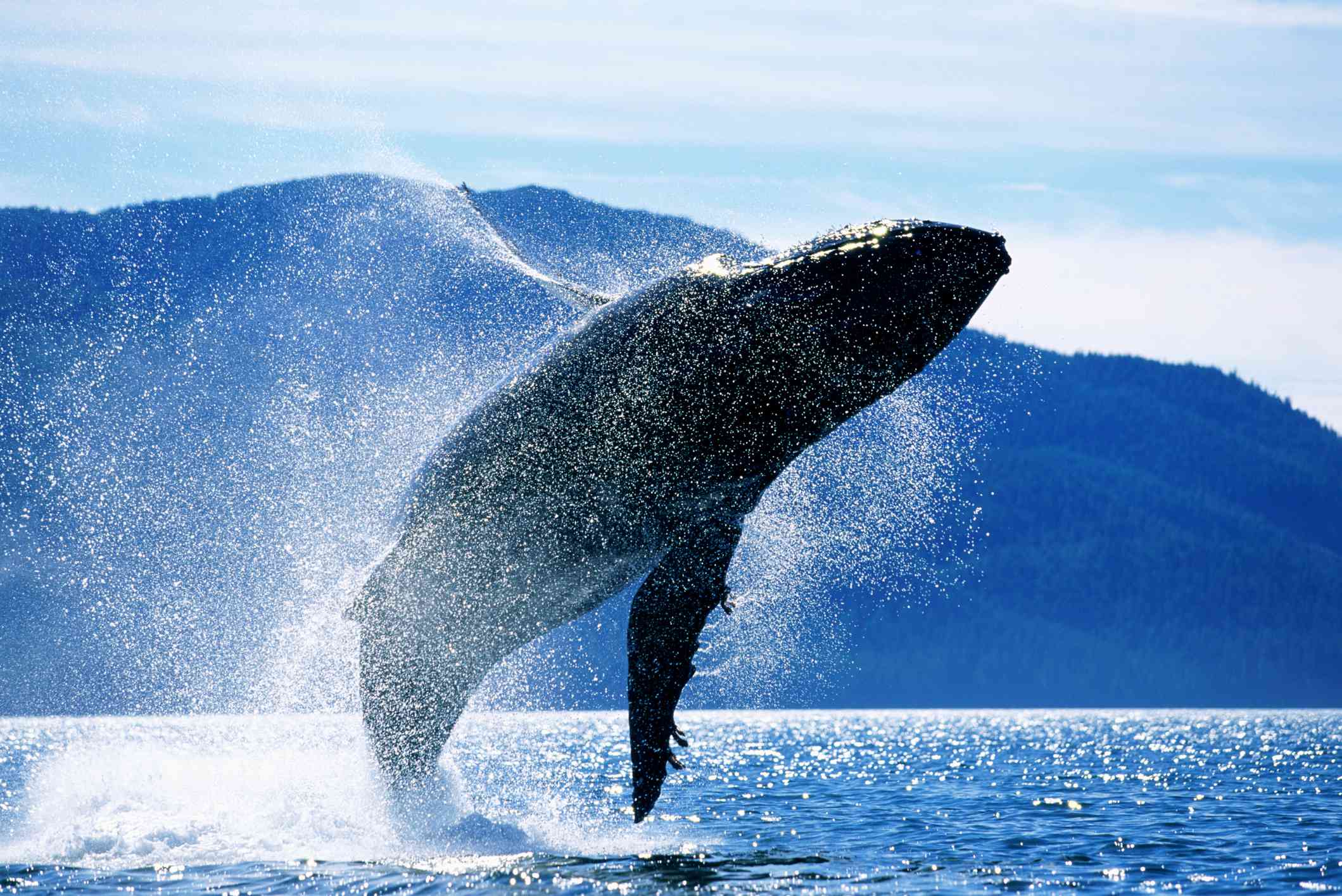 humpback whale breaching in Alaska