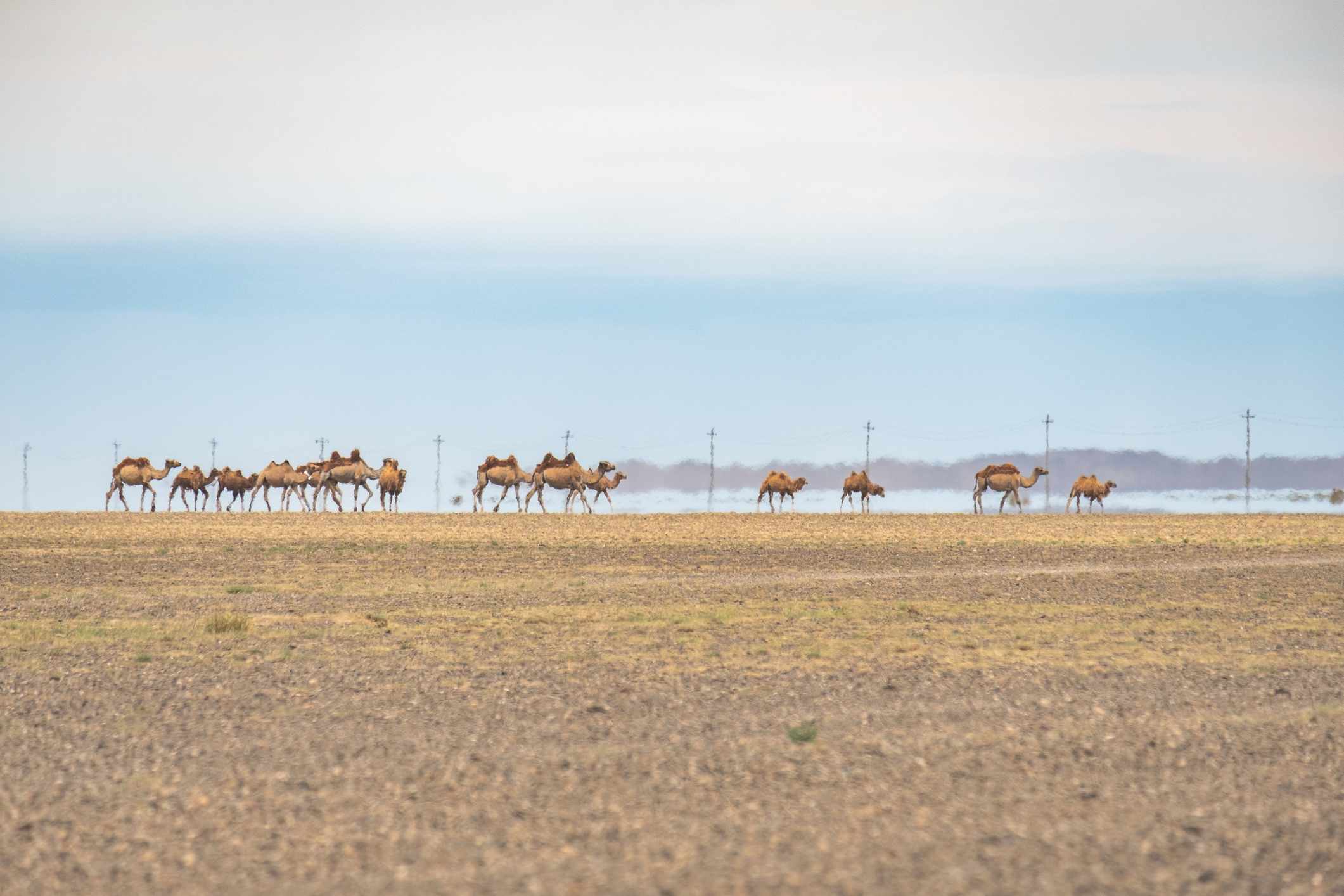 Espejismo inferior en el desierto de Mongolia con un rebaño de camellos bactrianos moviéndose juntos por la arena color canela bajo un cielo azul con nubes blancas
