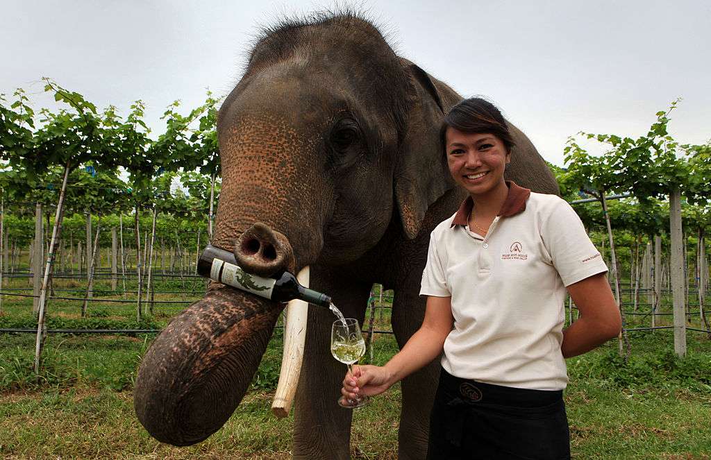 Un elefante utiliza su trompa para verter en el vaso de una mujer