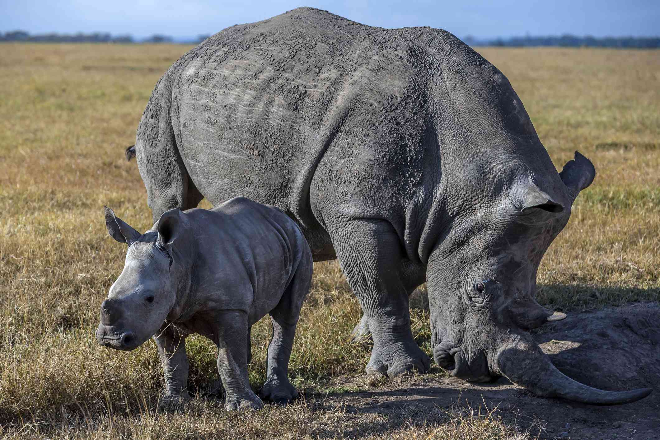 Un rinoceronte negro con una cría pastando en Kenia
